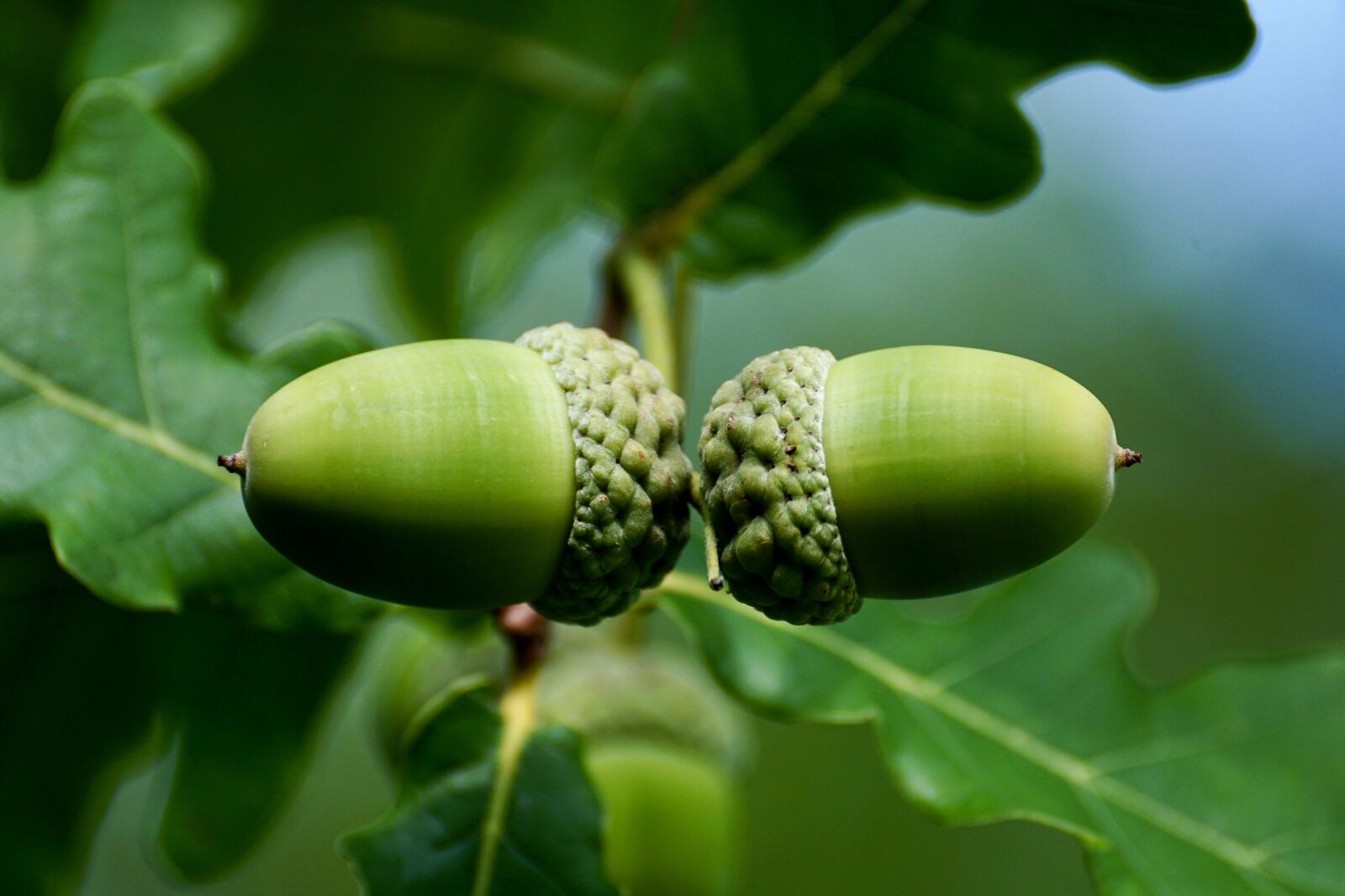 Sony DT 55-300mm F4.5-5.6 SAM sample photo. Acorn, fruit, tree photography