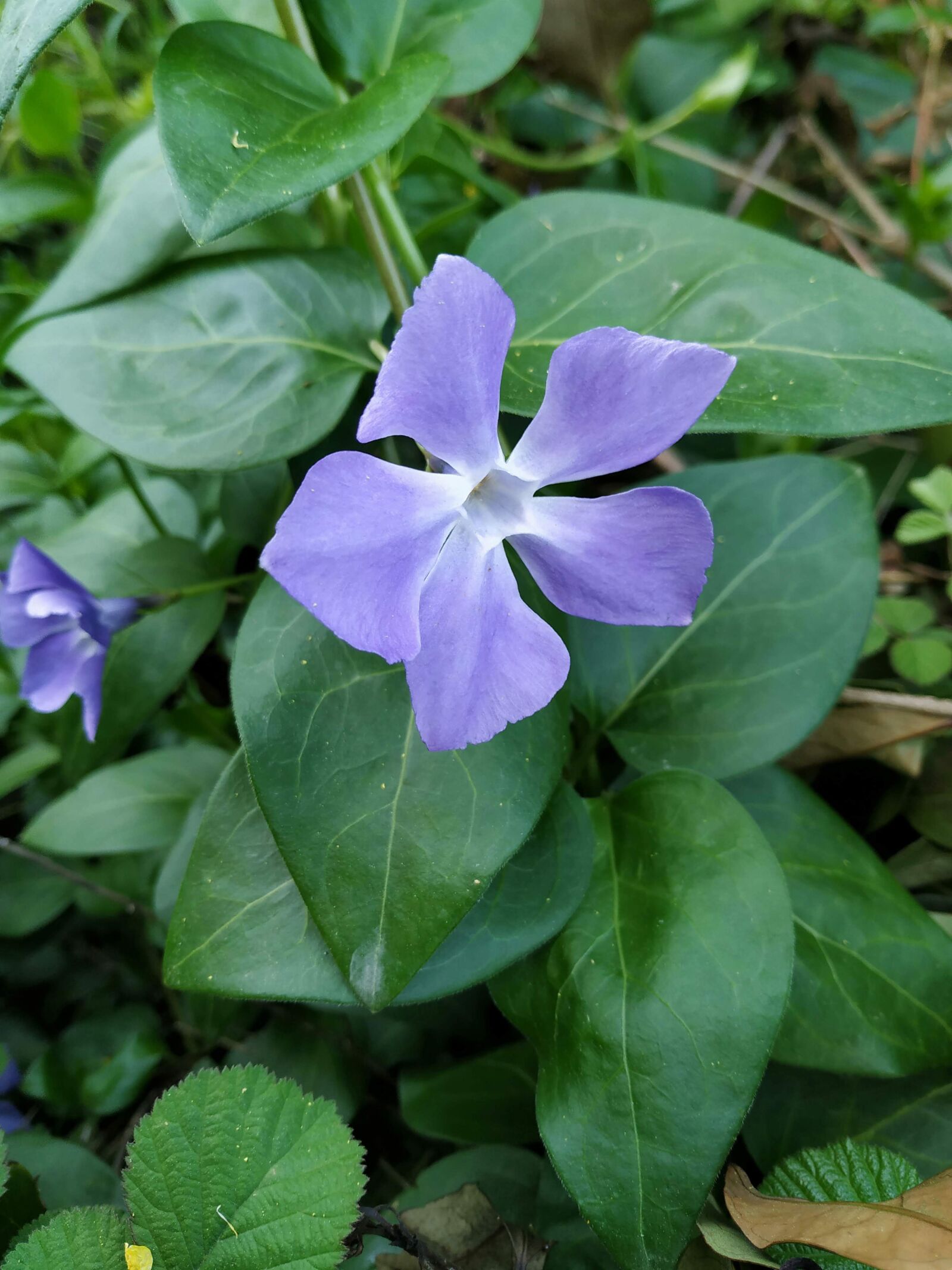 Xiaomi Mi A2 sample photo. Flowers, spring, colours photography