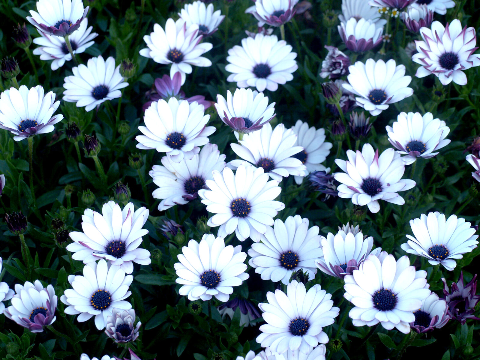 Olympus E-300 (EVOLT E-300) sample photo. Asia, asian, beautiful, blooming photography