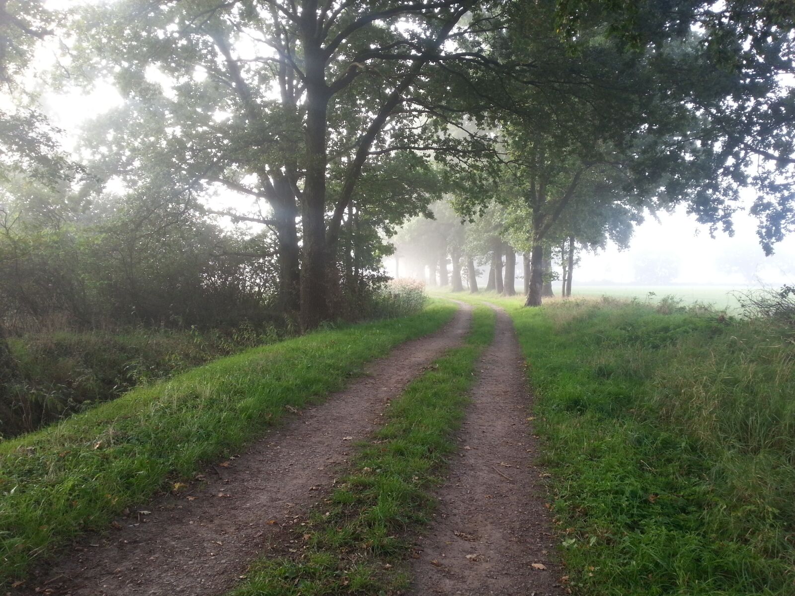 Samsung Galaxy S3 sample photo. Path, forest, green photography
