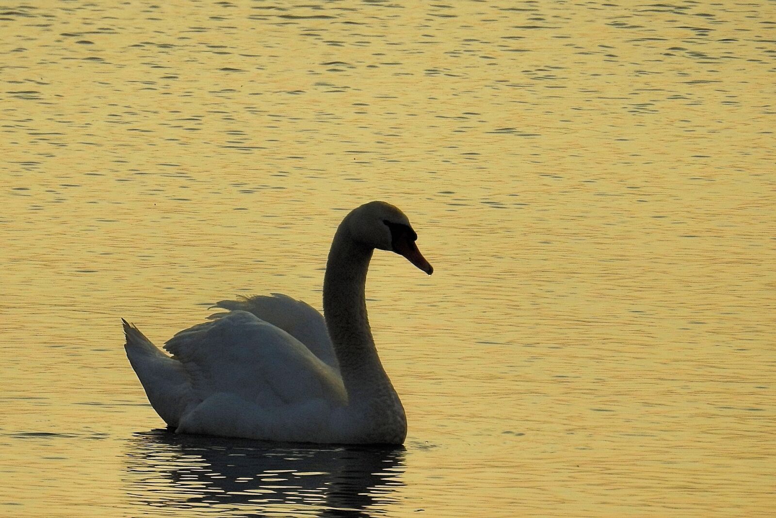 Nikon Coolpix P900 sample photo. Waters, bird, lake photography
