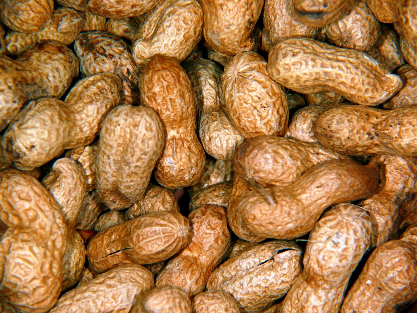 Leica V-LUX 1 sample photo. Peanuts, nuts, peanut photography