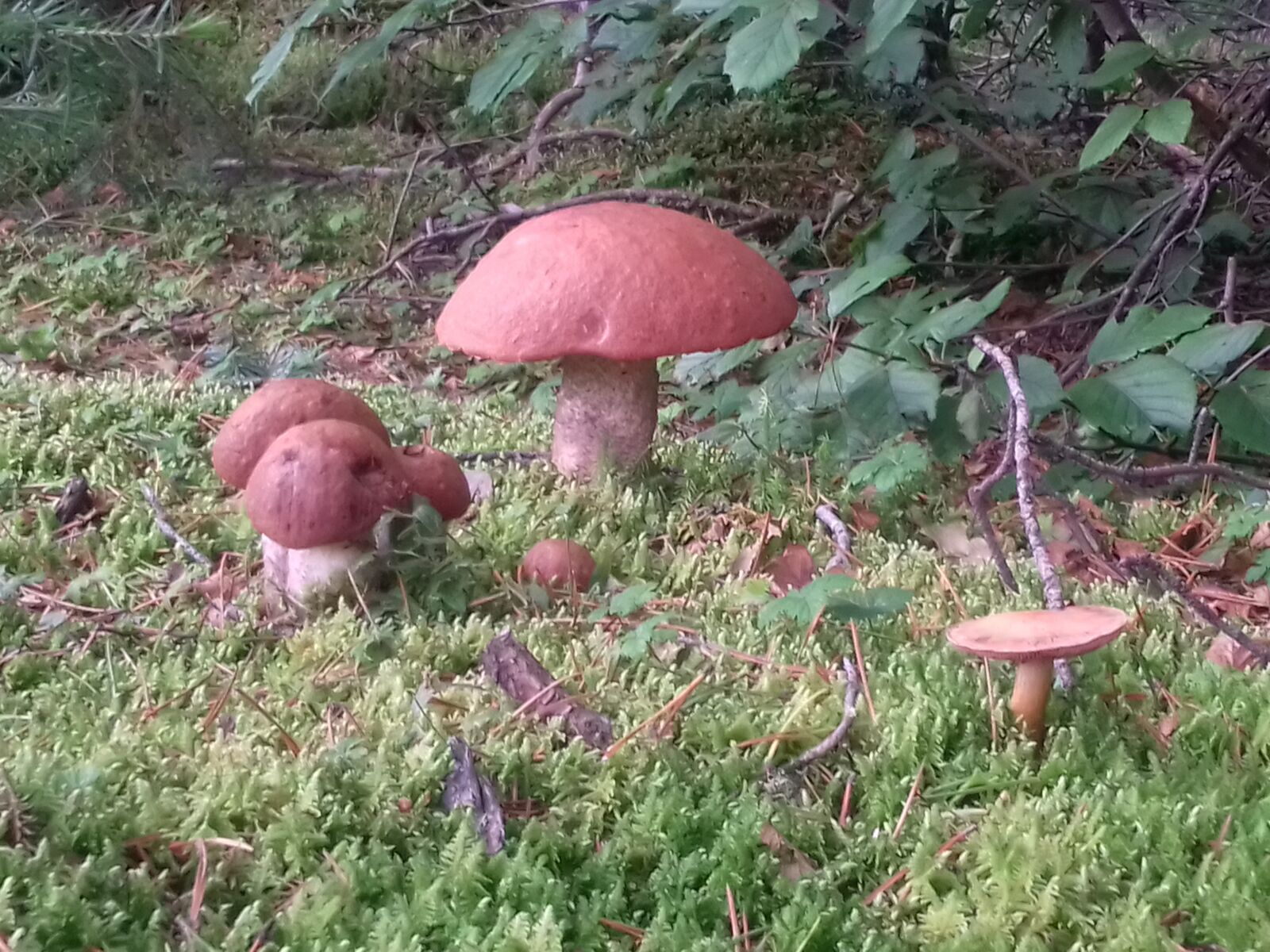 Samsung Galaxy Grand Prime sample photo. Mushrooms, wild, forest photography