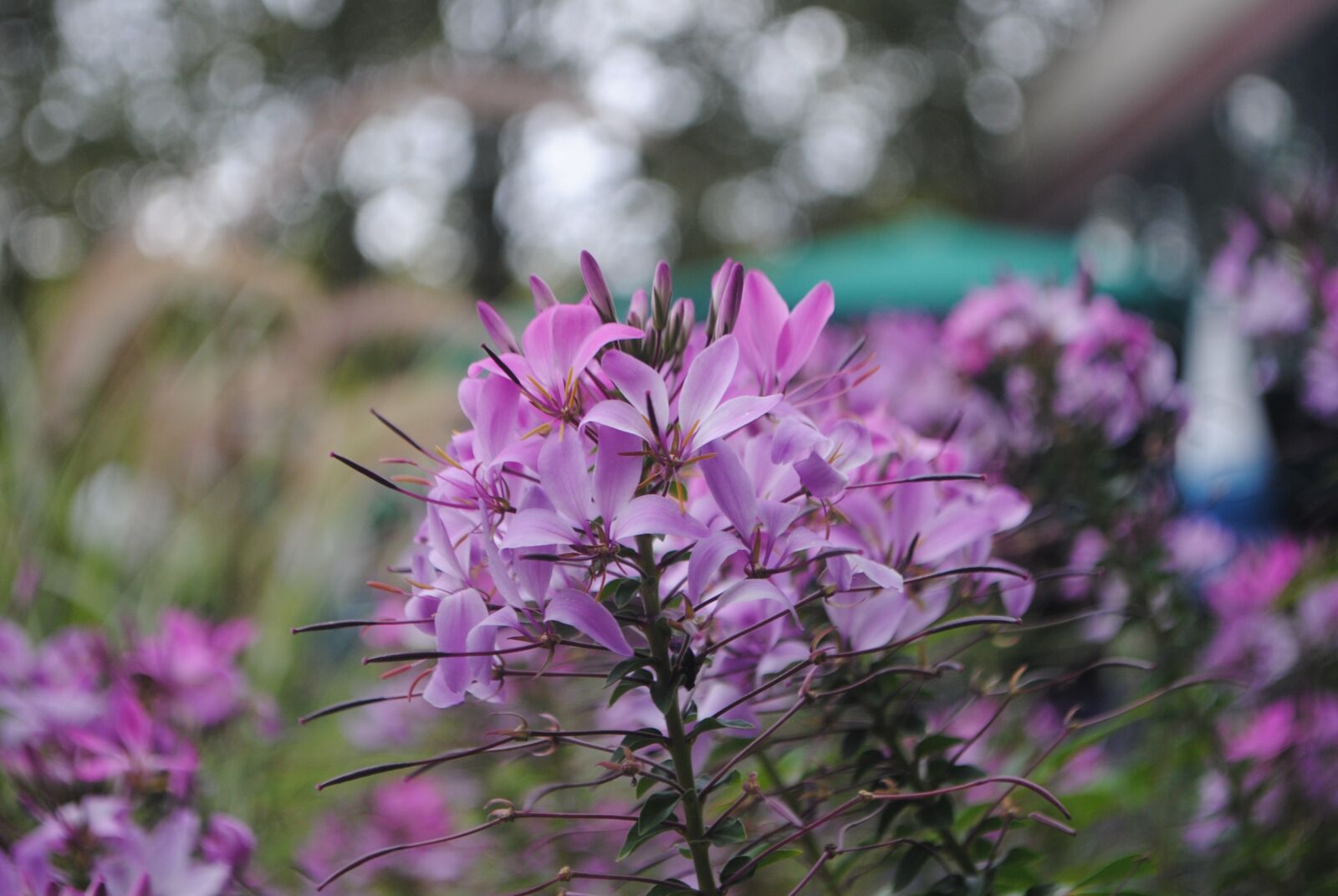 Nikon D3000 sample photo. Flower, purple, garden photography