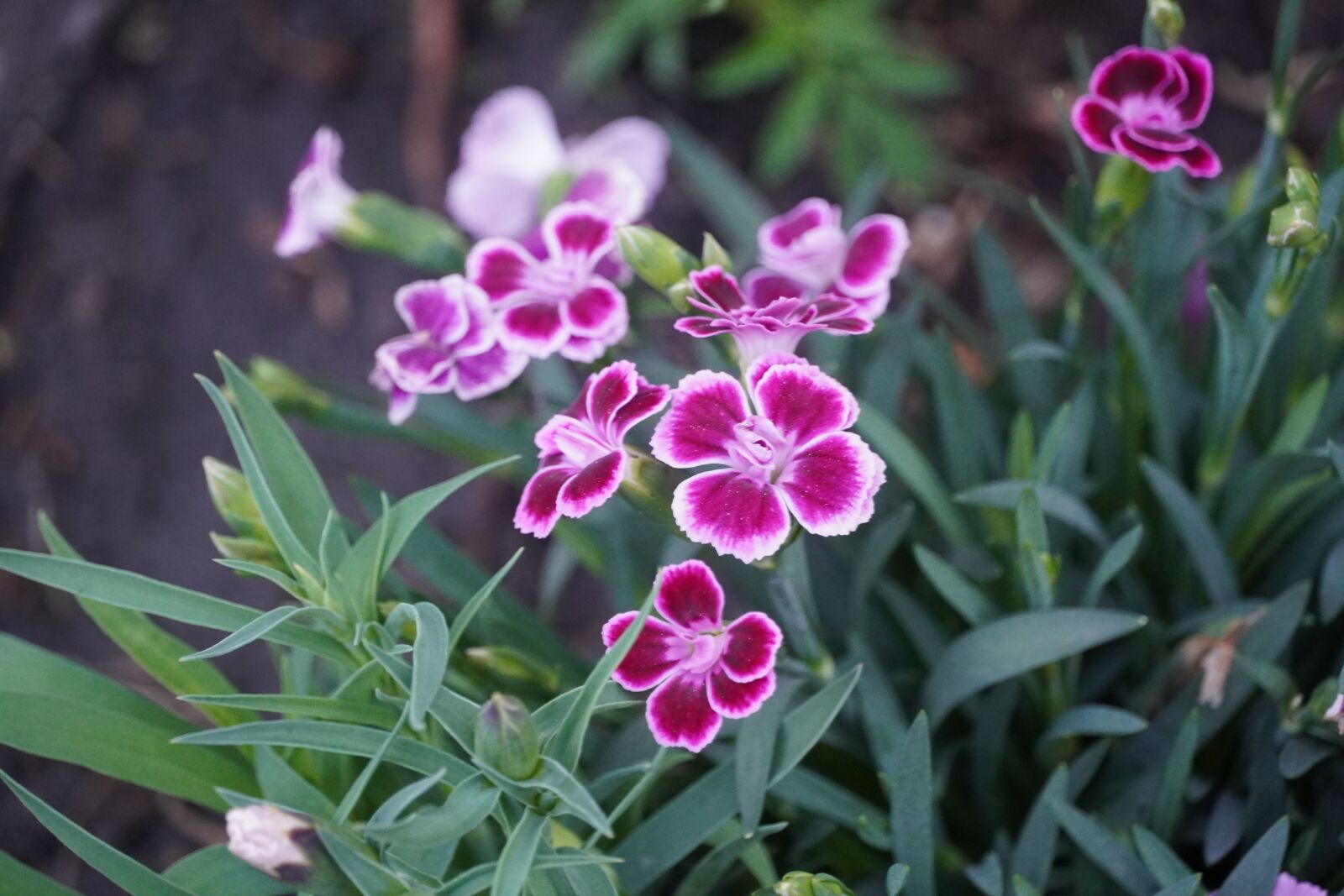 Sony a6400 sample photo. Flower, spring, plant photography