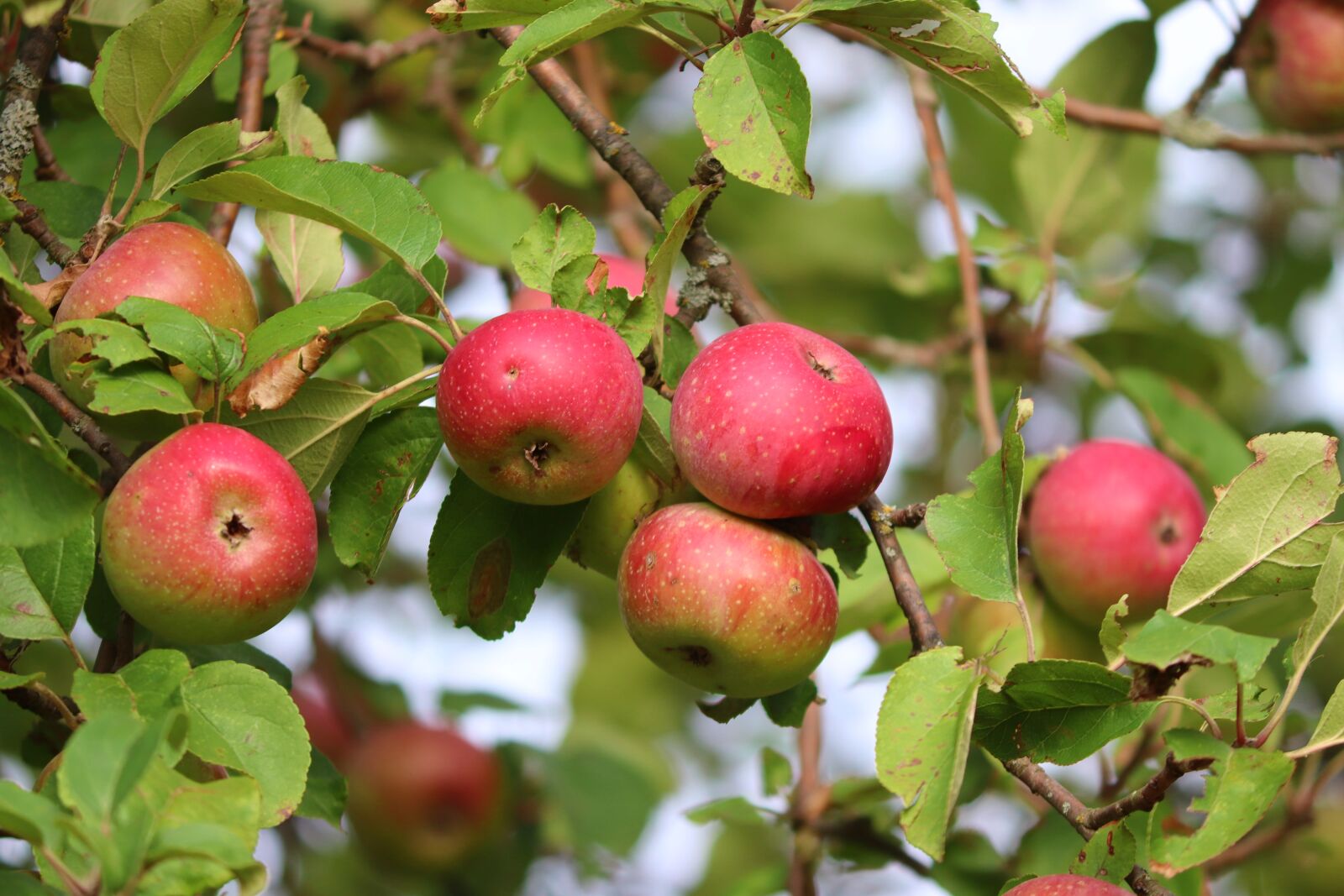 Canon EOS 200D (EOS Rebel SL2 / EOS Kiss X9) sample photo. Apples, fruits, fresh apples photography
