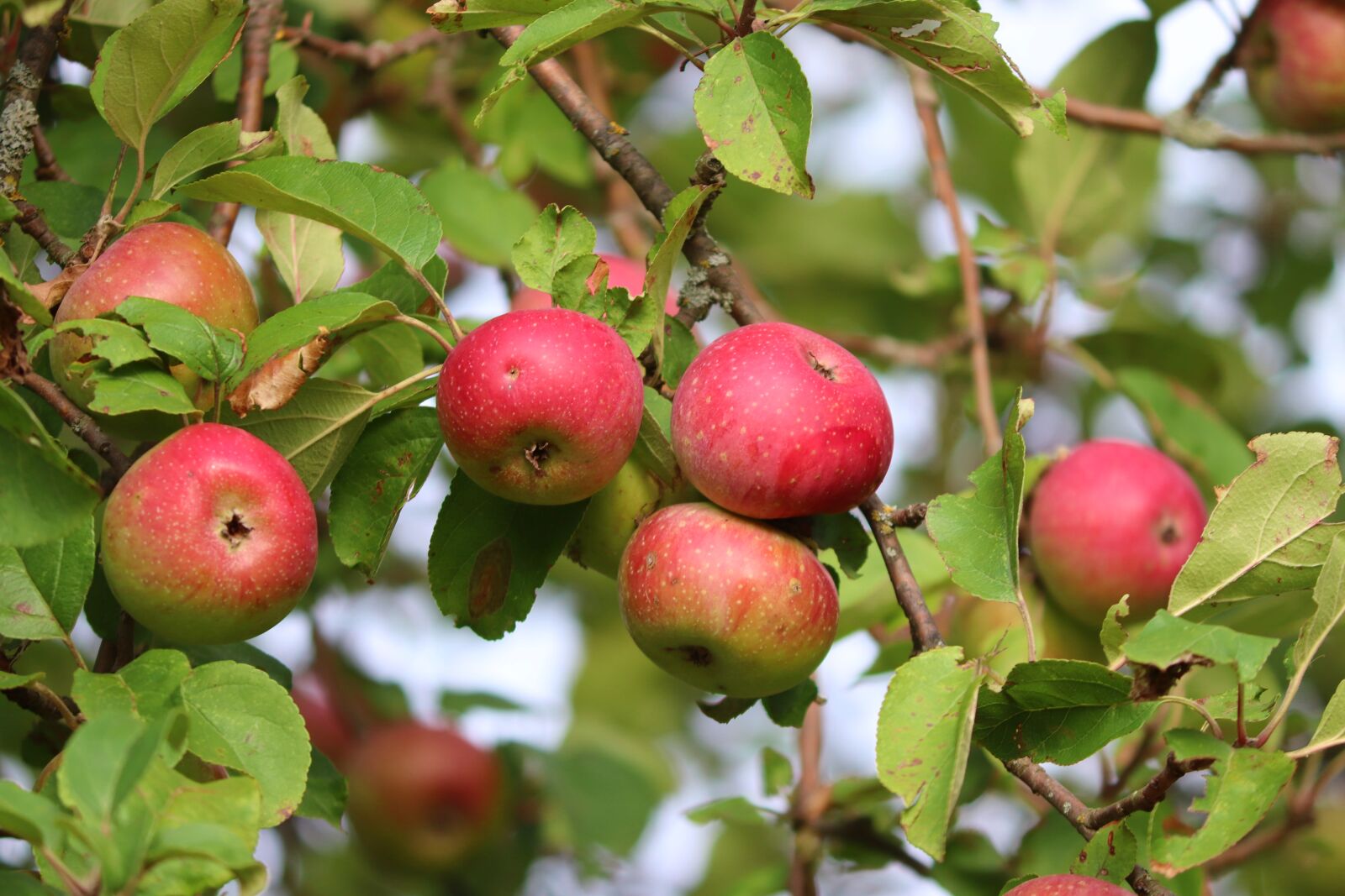 Canon EOS 200D (EOS Rebel SL2 / EOS Kiss X9) + Canon EF-S 55-250mm F4-5.6 IS II sample photo. Apples, fruits, fresh apples photography