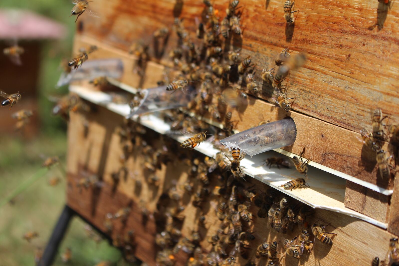 Canon EOS 700D (EOS Rebel T5i / EOS Kiss X7i) sample photo. Bee, bees, insects photography
