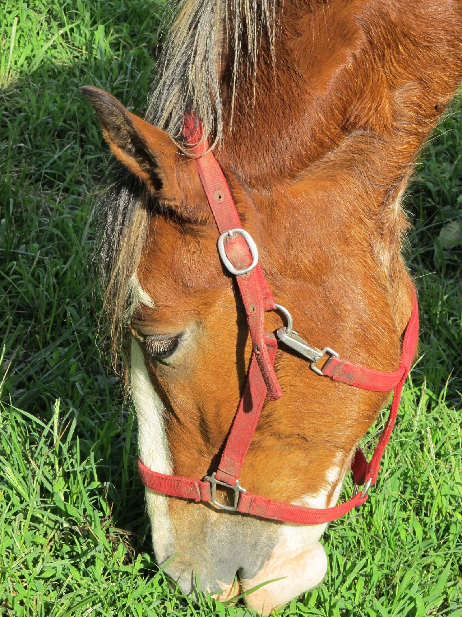 Canon PowerShot SX130 IS sample photo. Clydesdale, horse, head photography