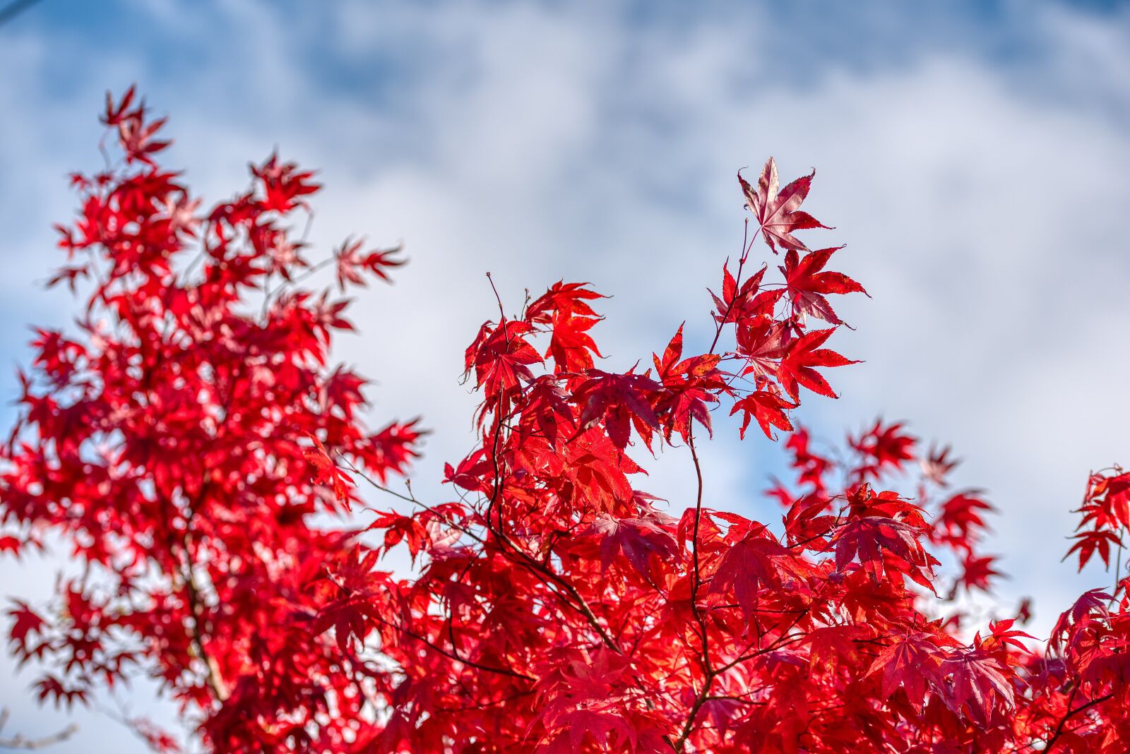 Nikon D750 sample photo. Red maple, autumn, season photography