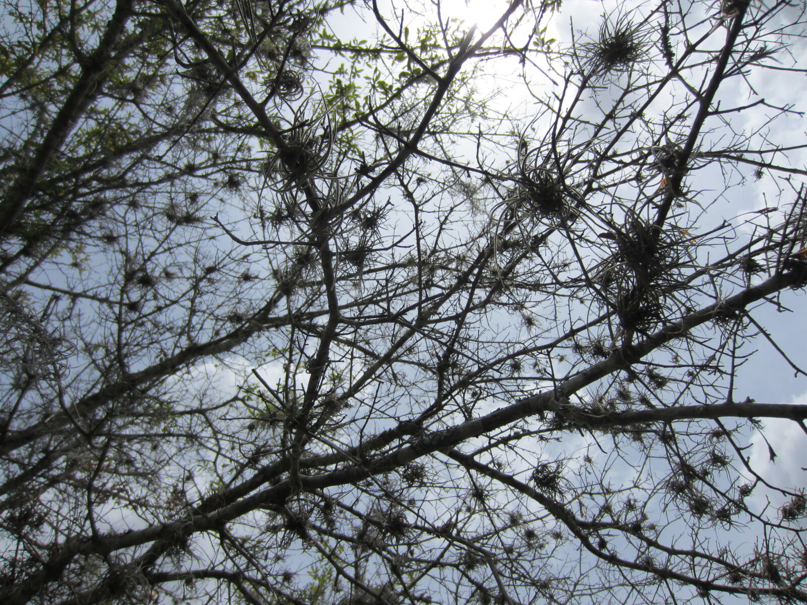 Canon PowerShot ELPH 300 HS (IXUS 220 HS / IXY 410F) sample photo. Albero, celo, sky, tree photography