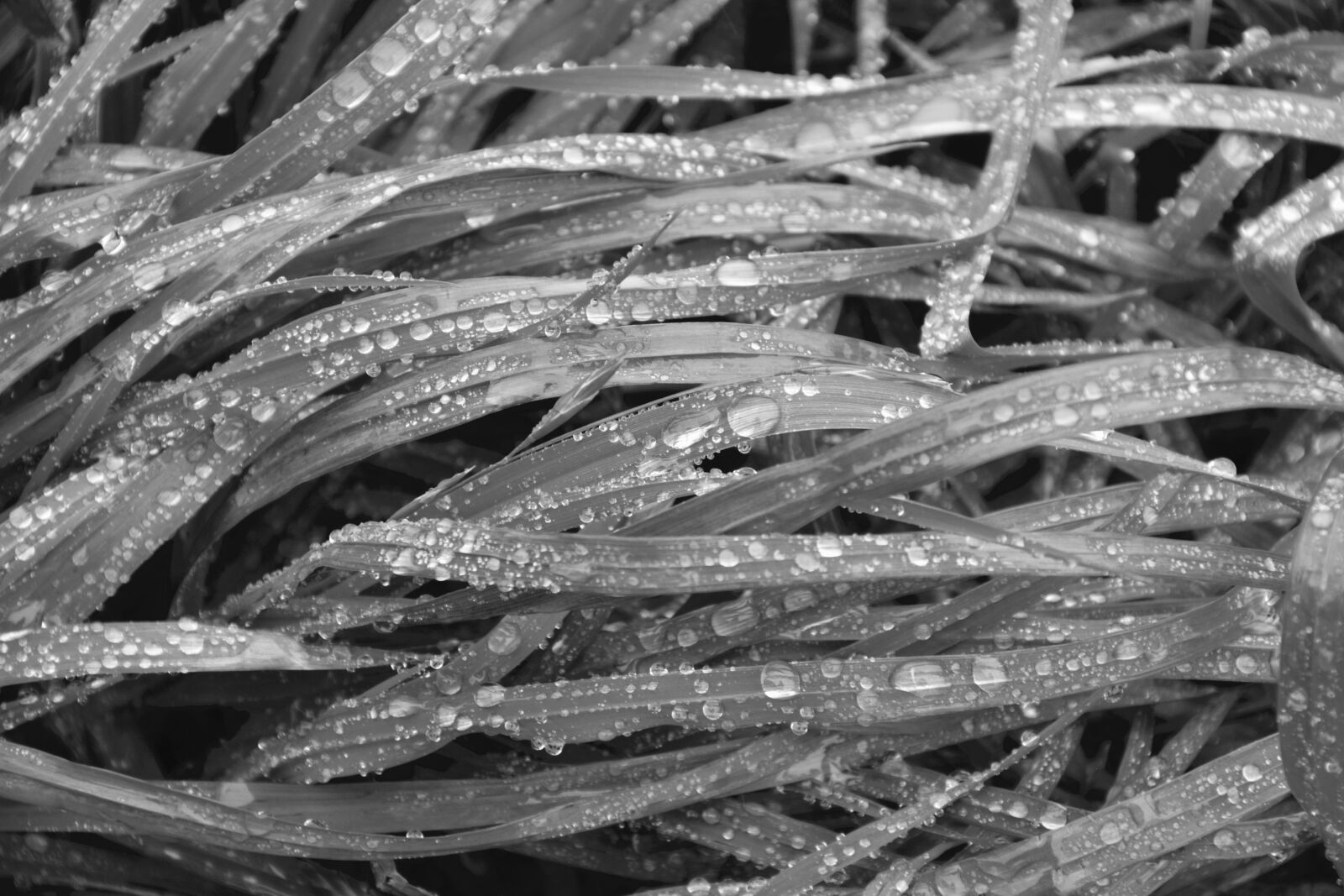 Nikon D5200 sample photo. Tall grass, wet, photo photography