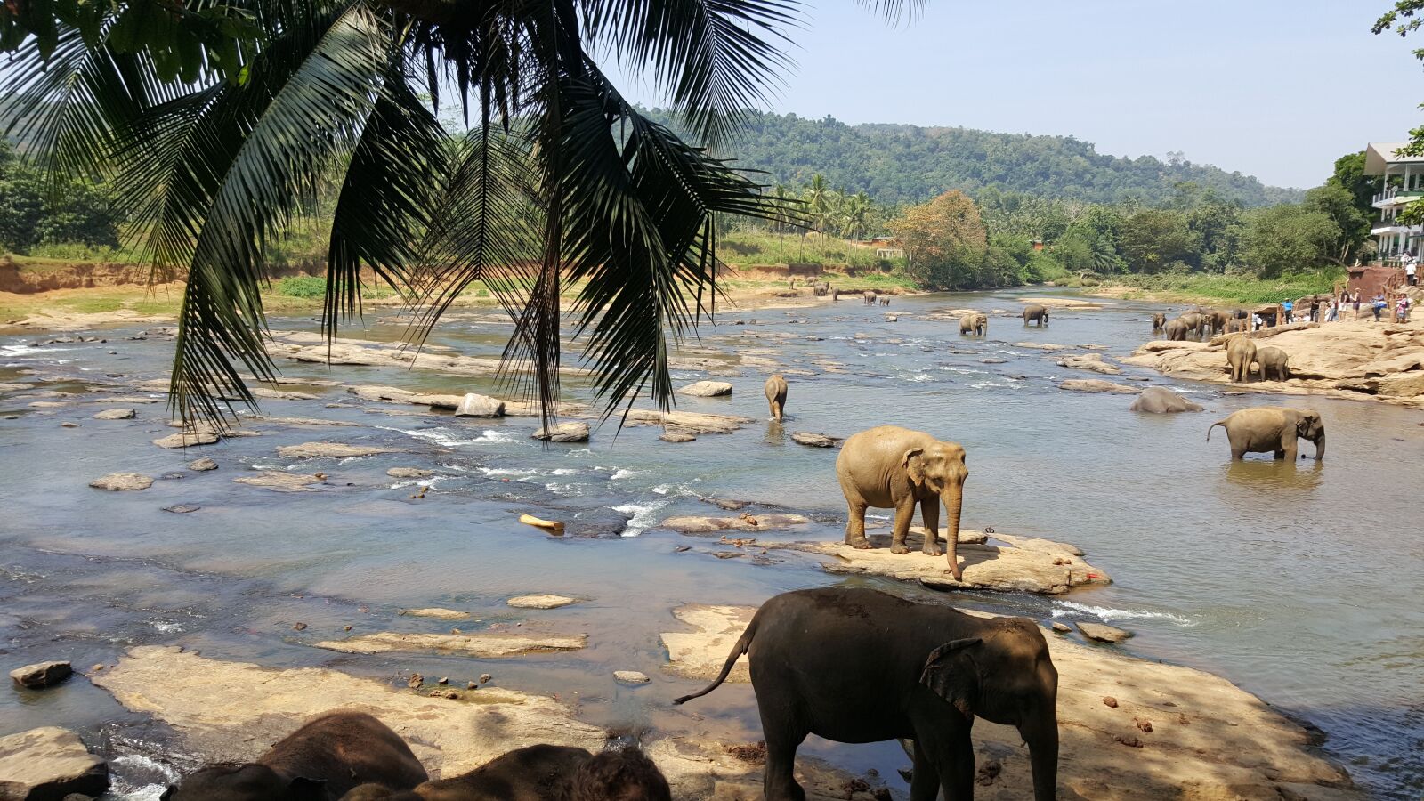 Samsung GALAXY S6 edge sample photo. Water, elephant, animals photography