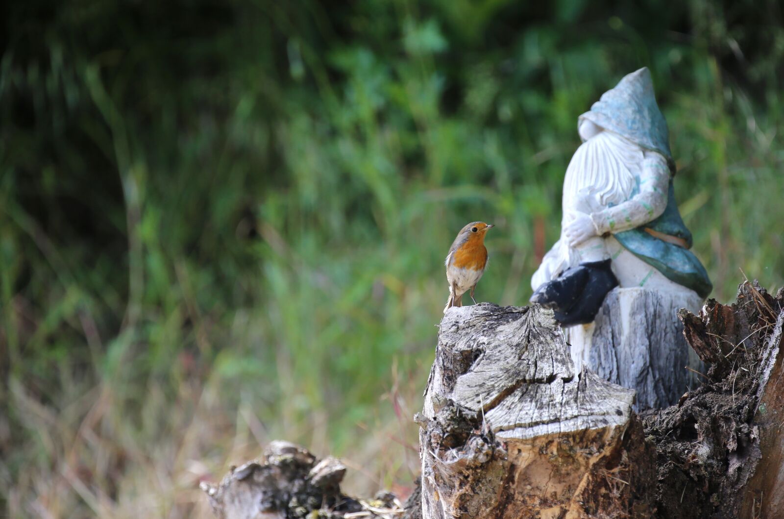 Canon EOS 6D sample photo. Robin, bird, songbird photography