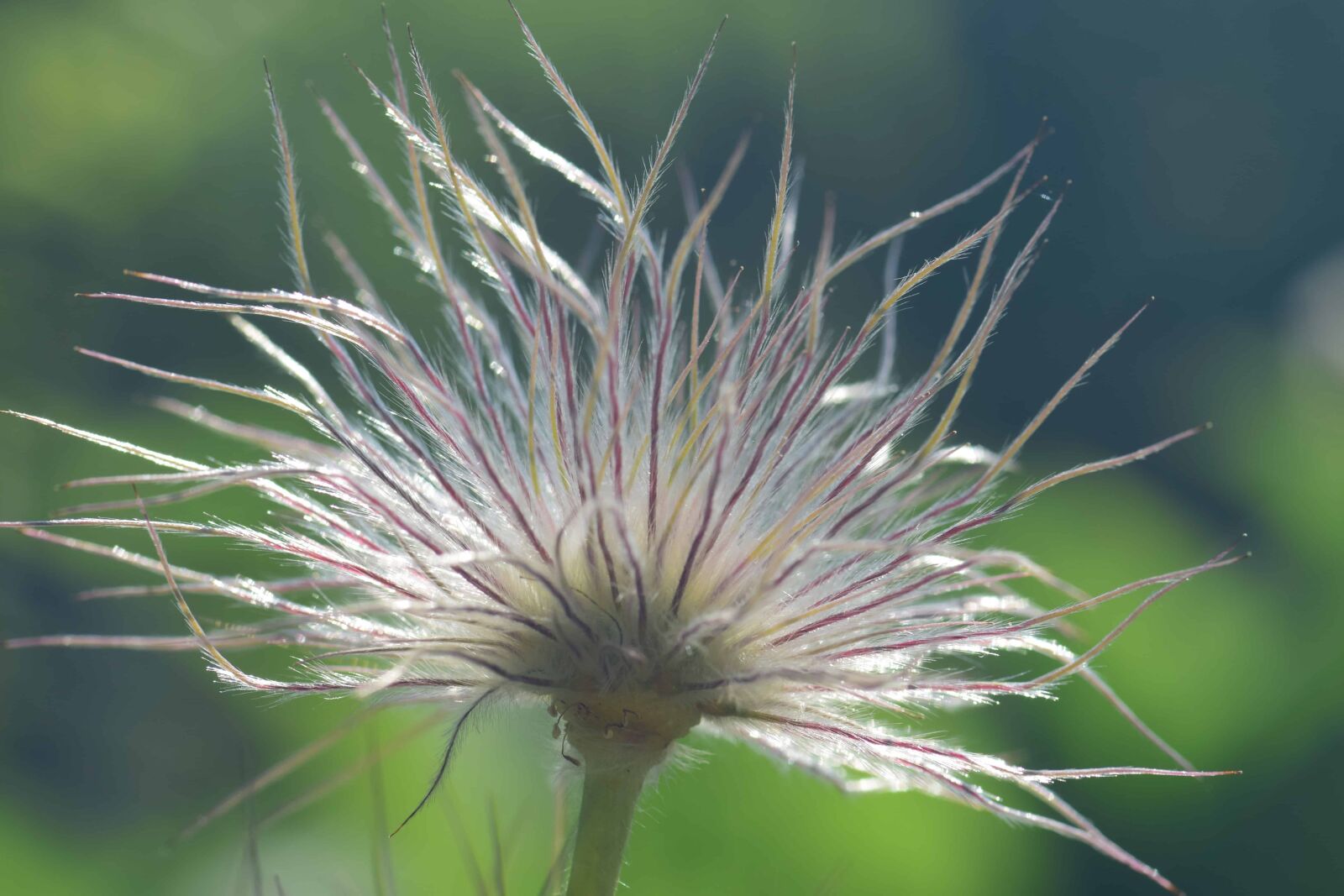 Nikon D3300 sample photo. Flower, nature, flora, plant photography