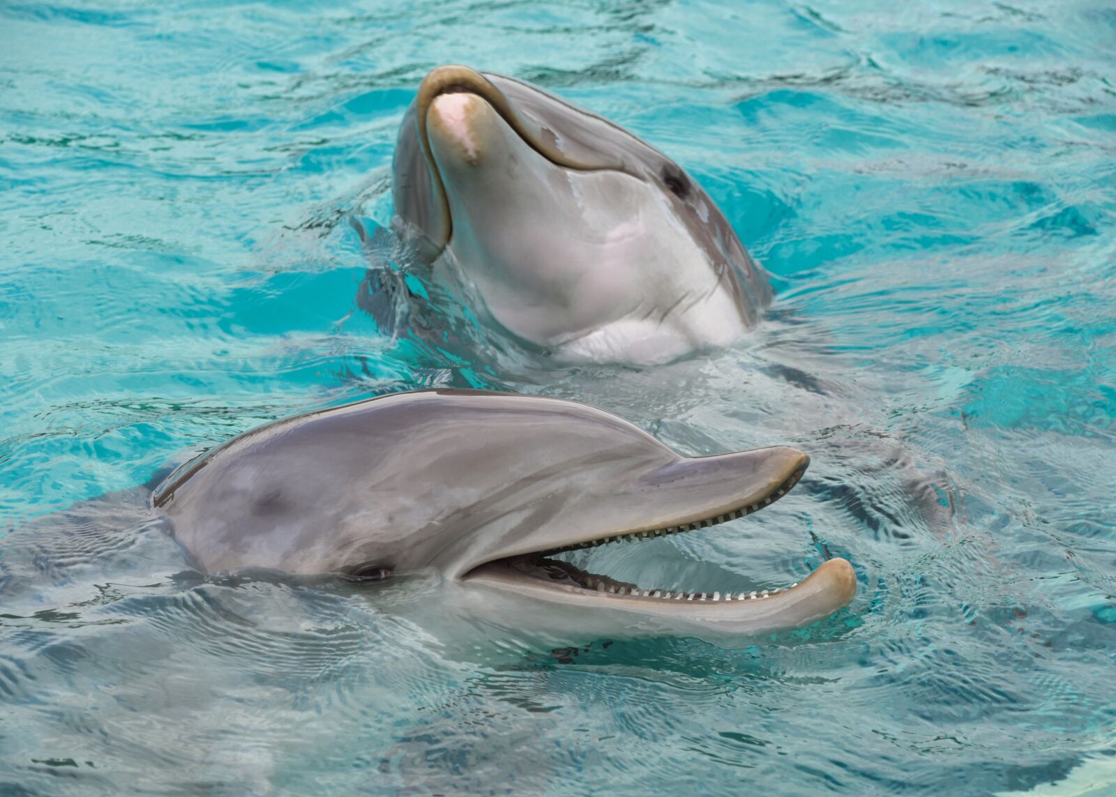 Nikon D500 sample photo. Dolphin, two, happy photography