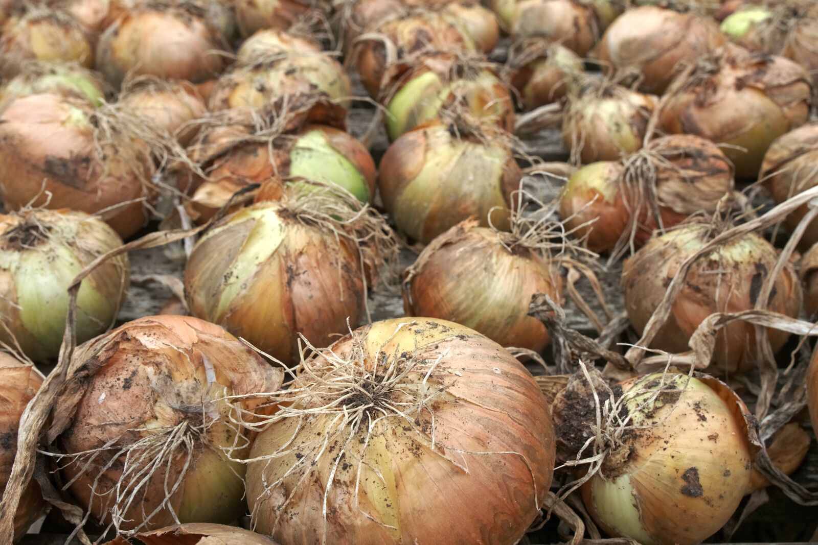 Olympus OM-D E-M5 sample photo. Onion, crop, harvest photography