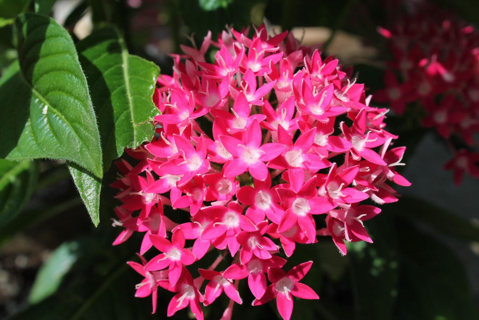 Canon EOS 1100D (EOS Rebel T3 / EOS Kiss X50) sample photo. Flower, plant, pink photography