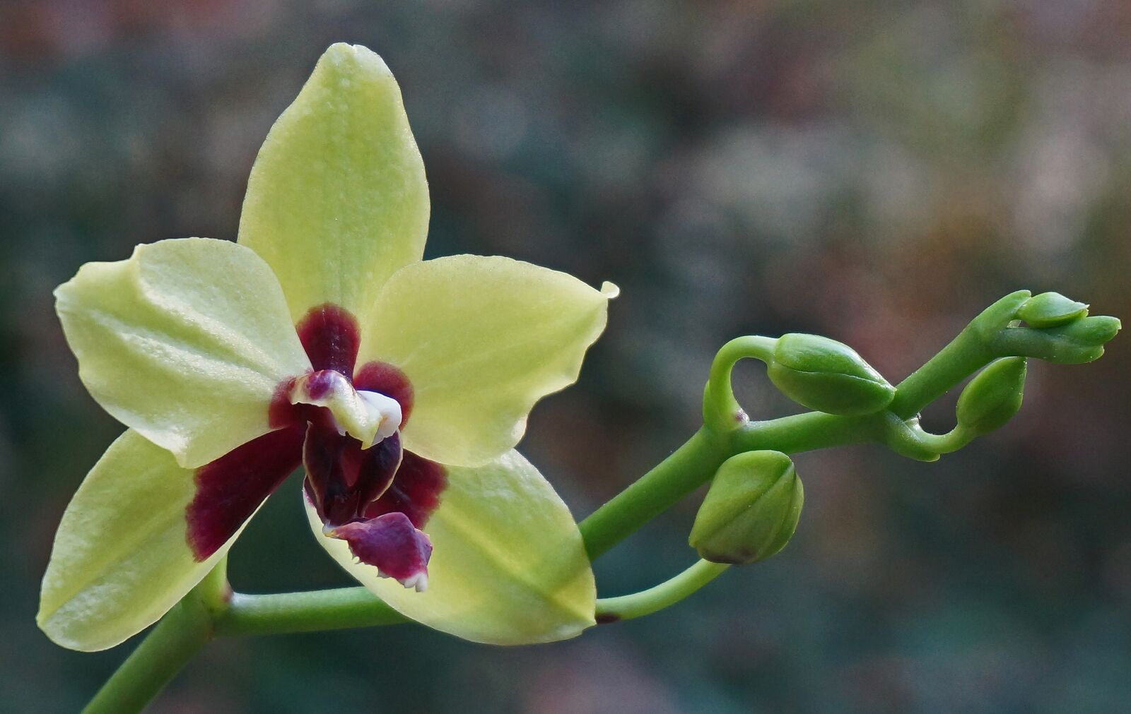 Sony Alpha NEX-5T sample photo. Phalaenopsis orchid, hybrid, orchid photography
