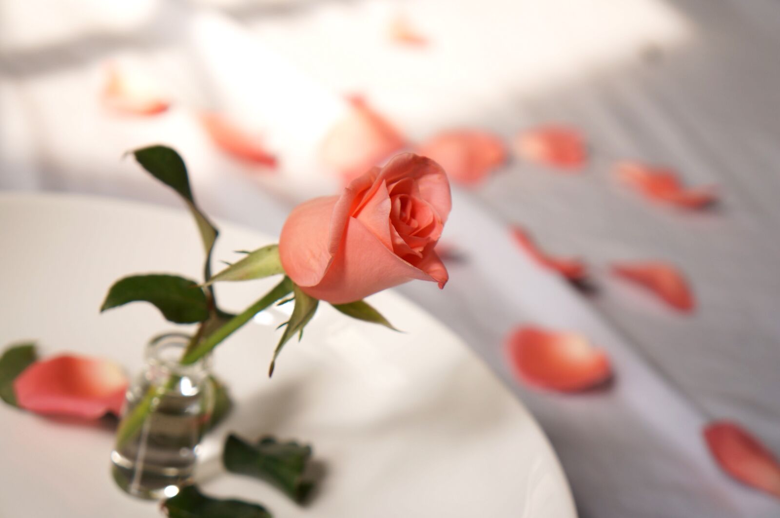 Sony Alpha NEX-F3 + Sony E 18-55mm F3.5-5.6 OSS sample photo. Natural, roses, love photography
