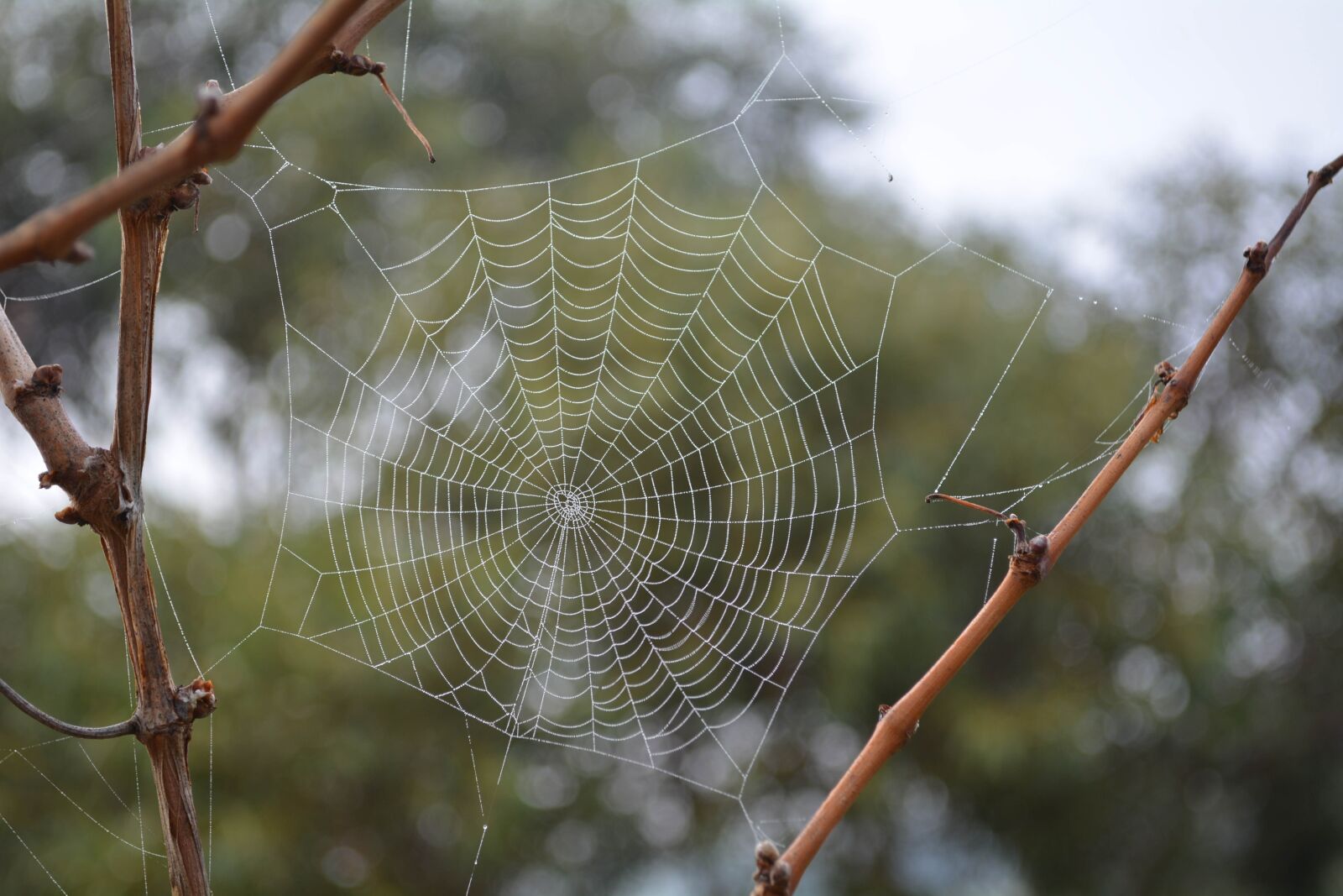 Nikon D5200 sample photo. Cobweb, spider, web photography