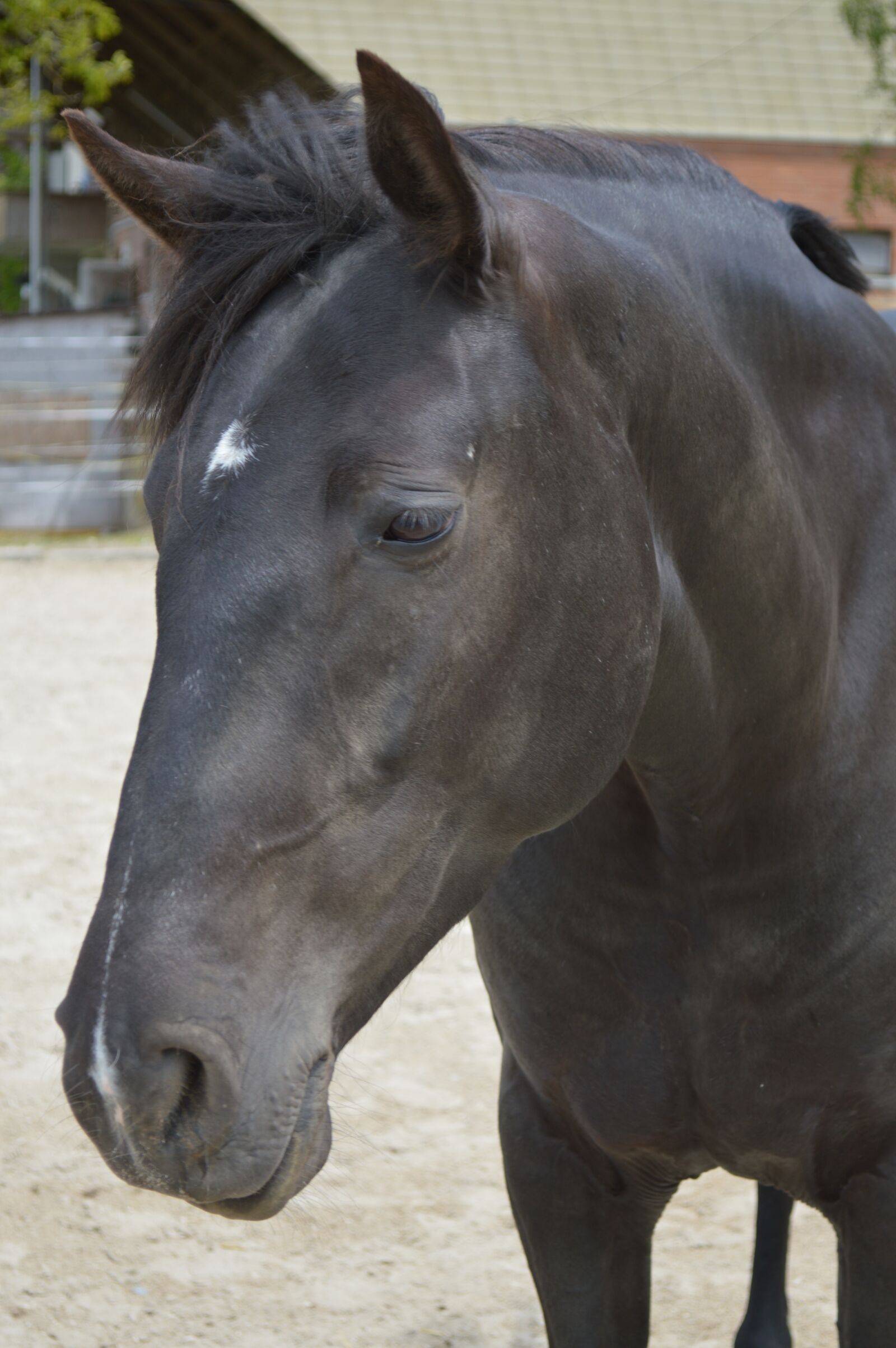 Nikon D3200 sample photo. Animal, cavalry, mammal photography