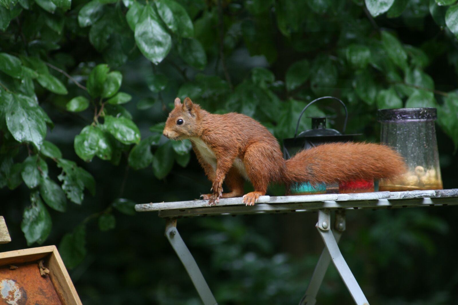 Canon EOS 400D (EOS Digital Rebel XTi / EOS Kiss Digital X) sample photo. Squirrel, forest, nature photography
