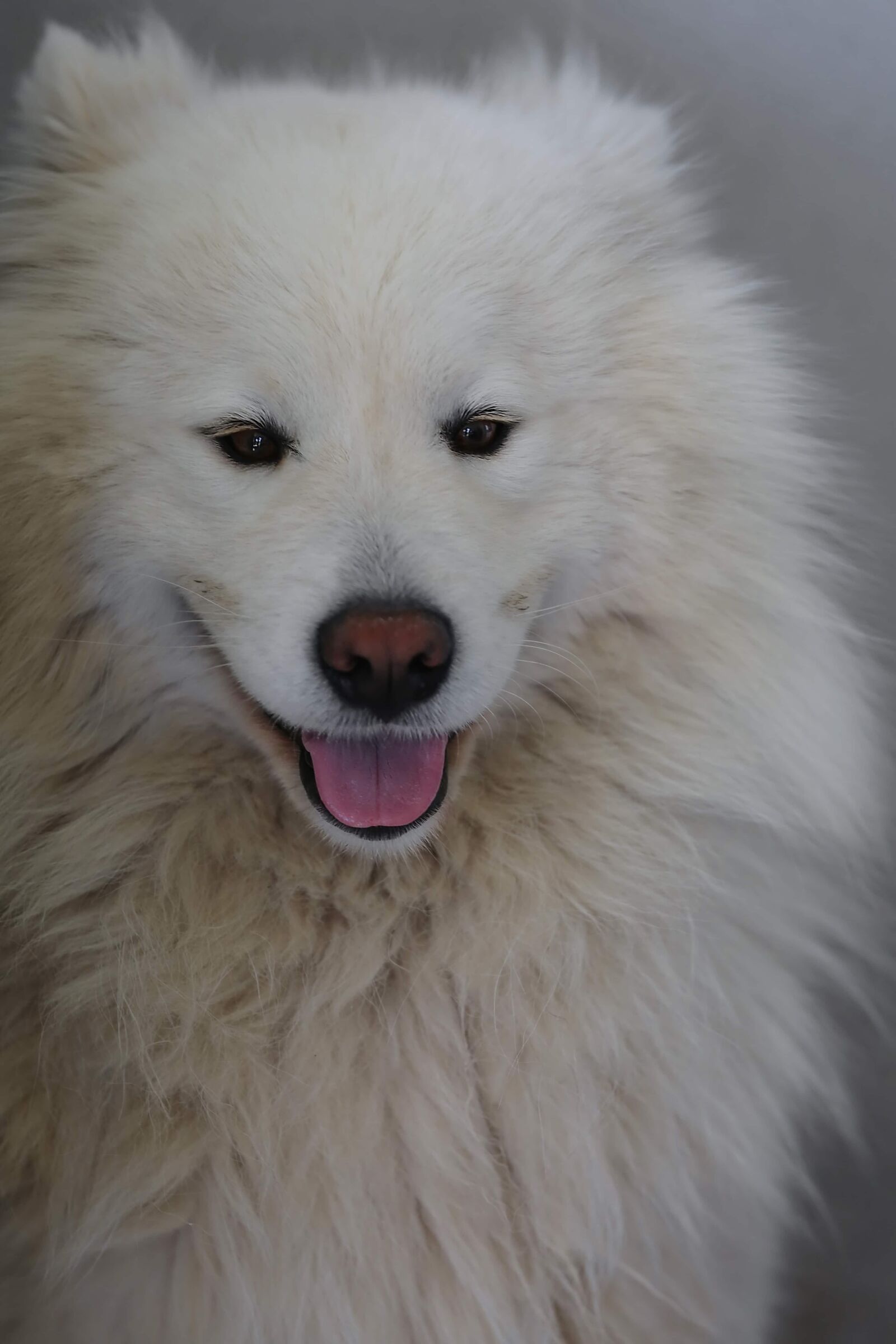 Canon EF 70-200mm F2.8L IS II USM sample photo. White, dog, adorable, looking photography