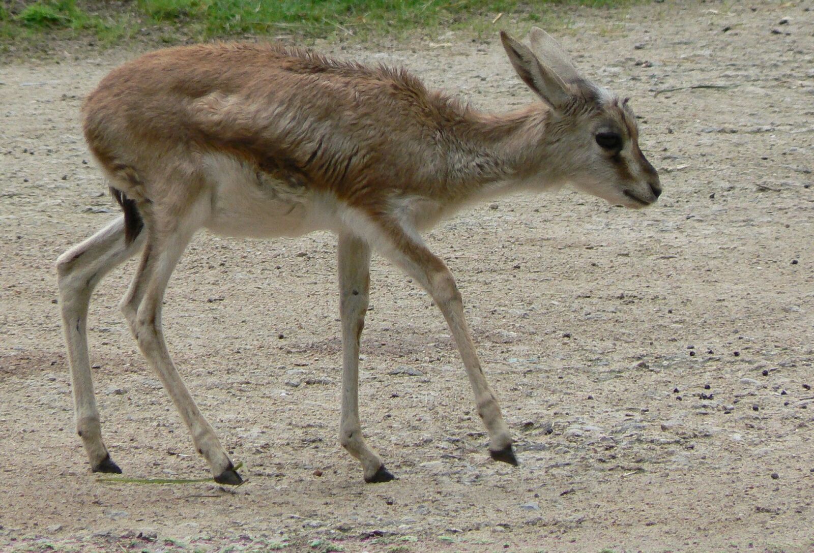 Panasonic DMC-FZ7 sample photo. Gazelle, baby, wildlife photography