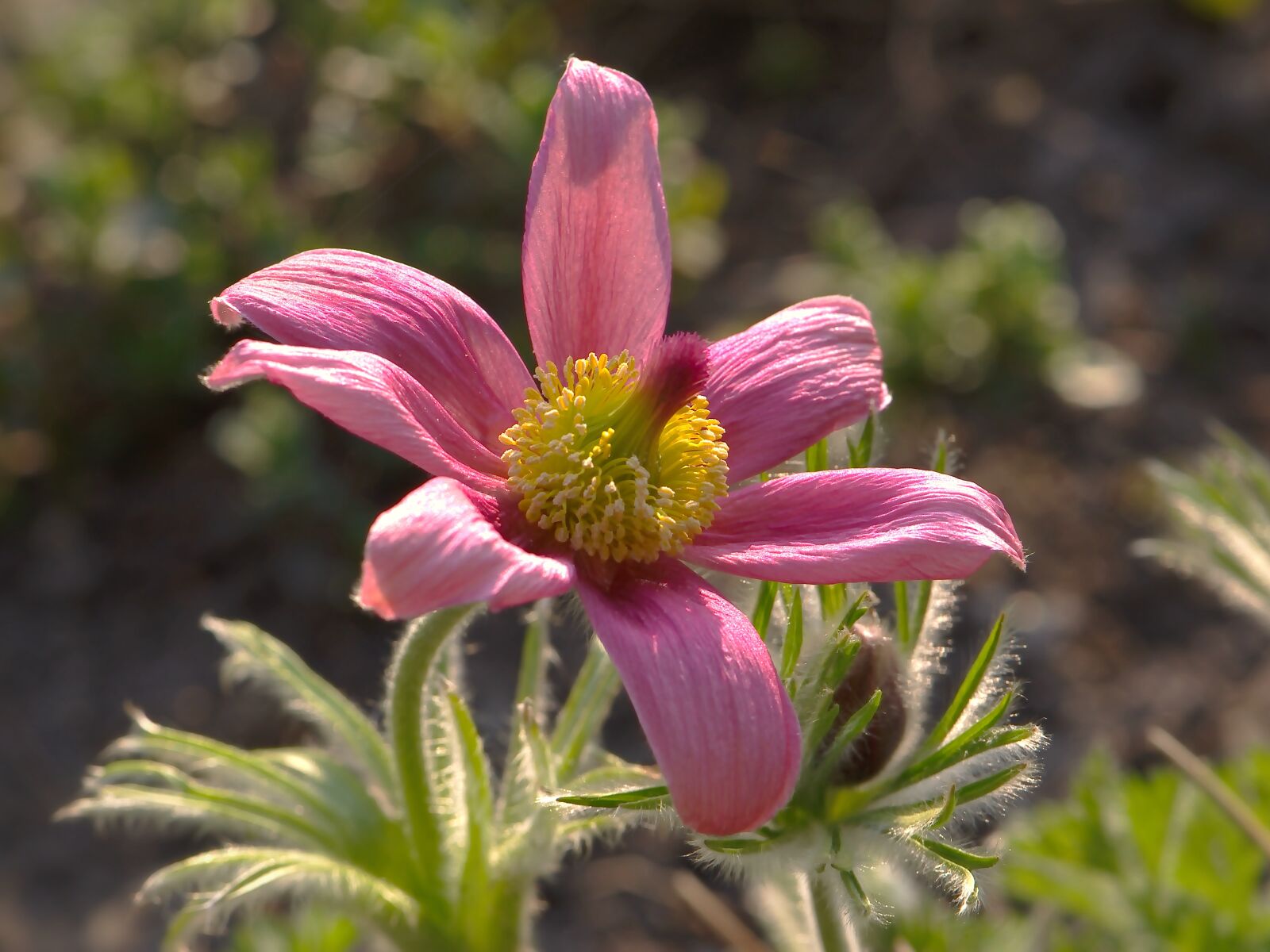 Nikon D5600 sample photo. Pasque flower, flourished, spring photography