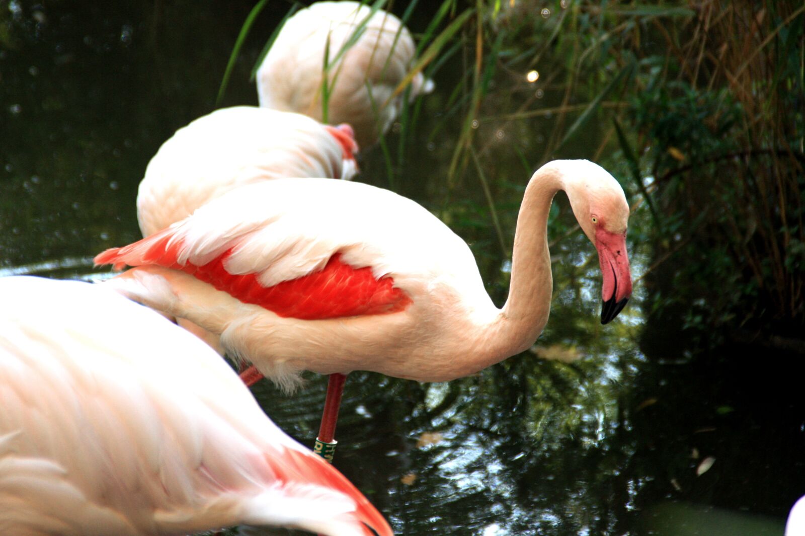 Canon EOS 450D (EOS Rebel XSi / EOS Kiss X2) sample photo. Flamingo, pink, water bird photography