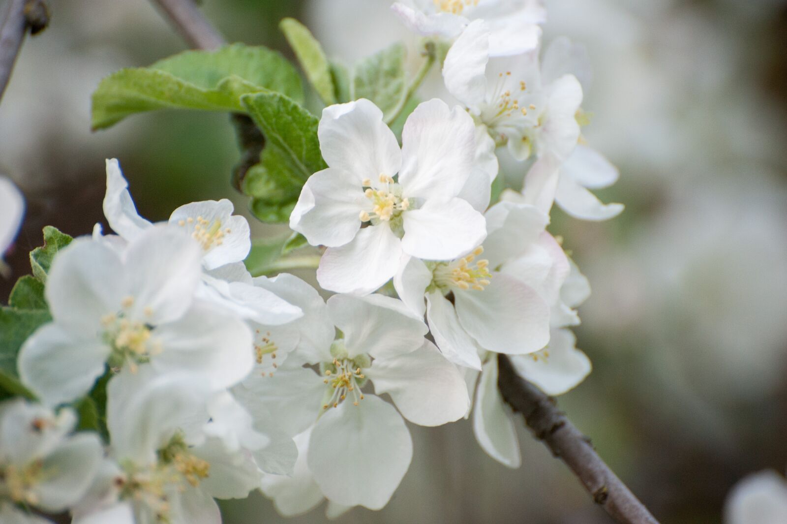 Nikon D700 sample photo. Spring, white flowers, may photography