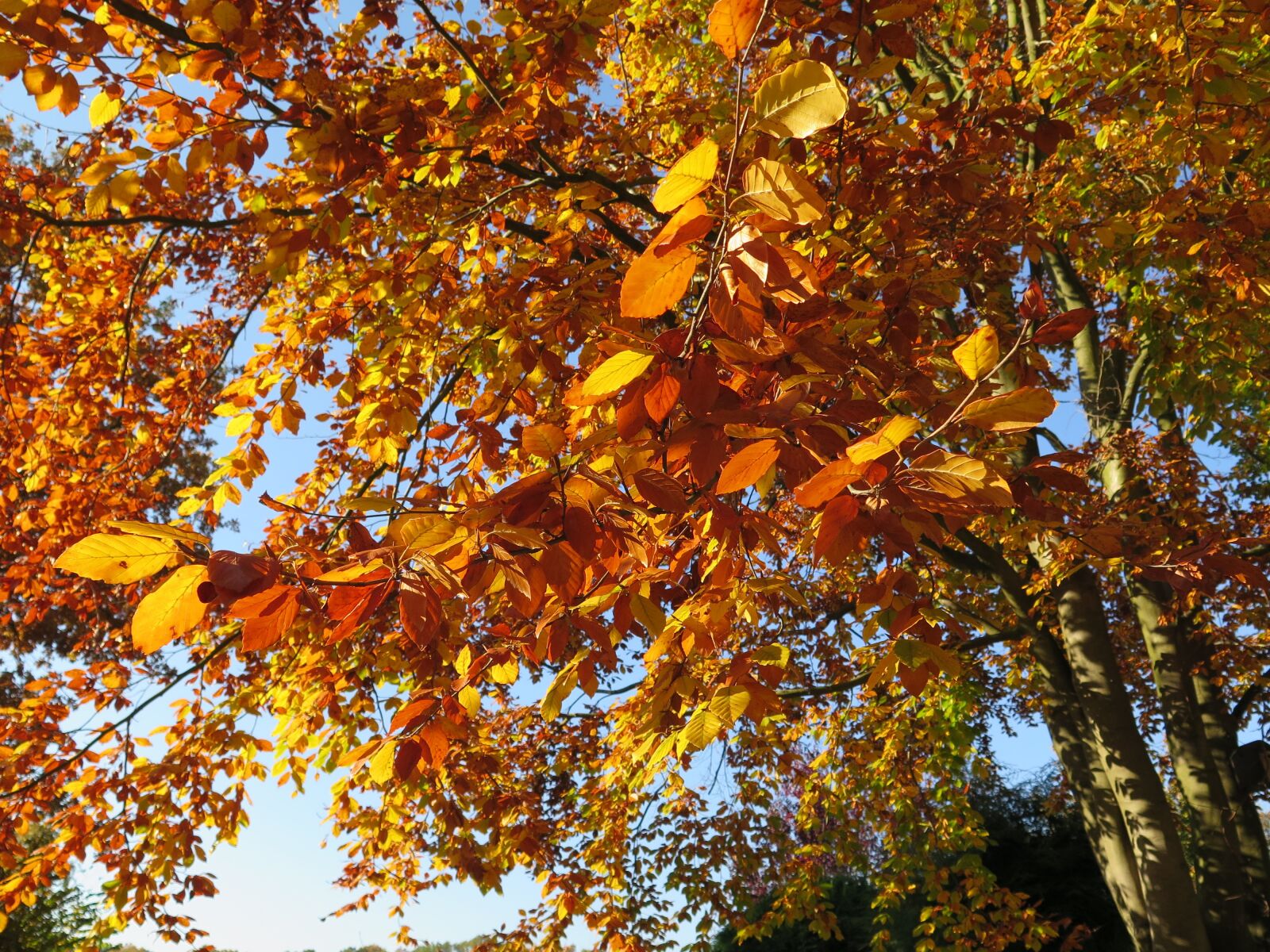 Canon PowerShot G16 sample photo. Autumn, leaves, park photography