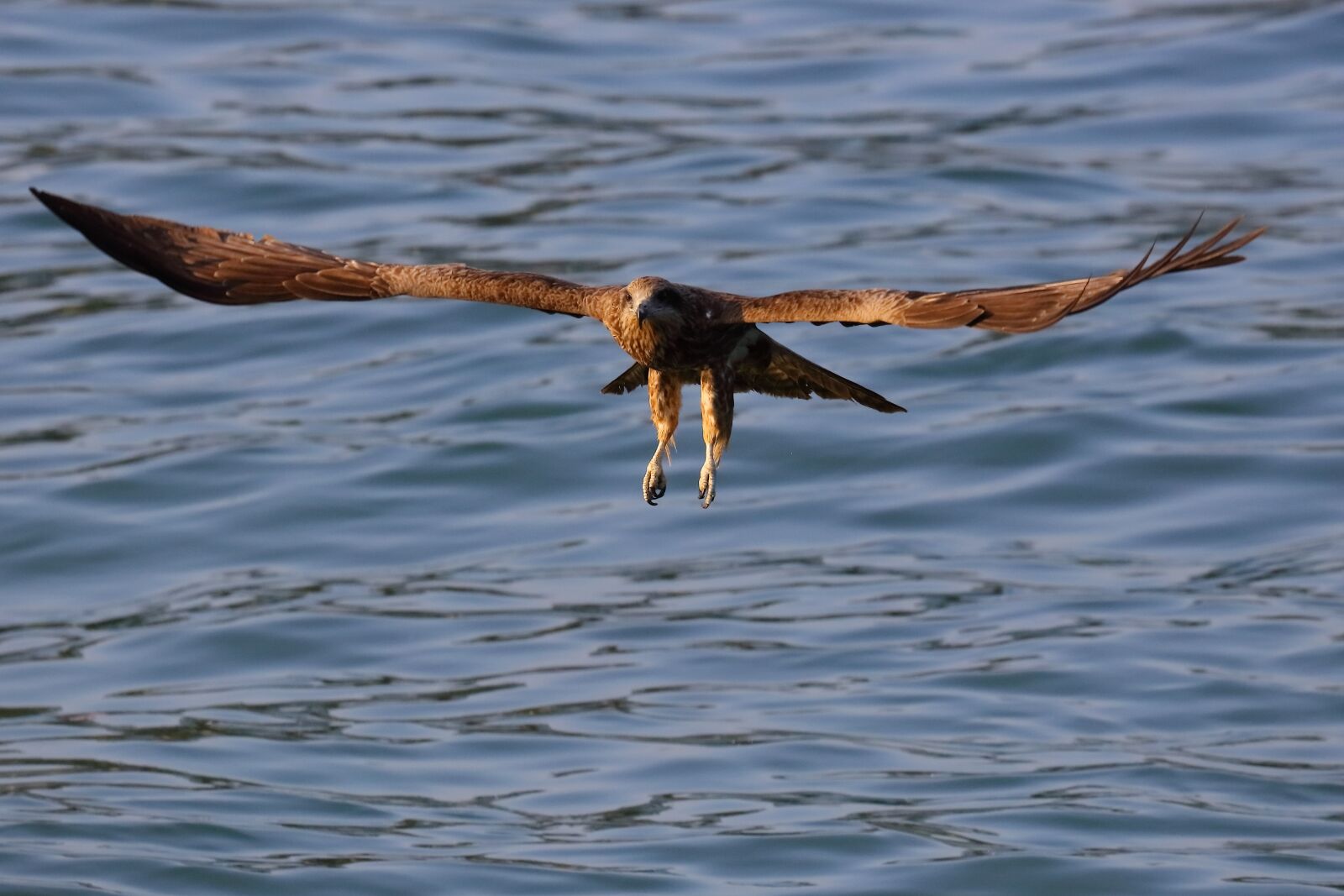 Canon EOS 5DS R + Canon EF 100-400mm F4.5-5.6L IS II USM sample photo. Birds, sea, eagle photography
