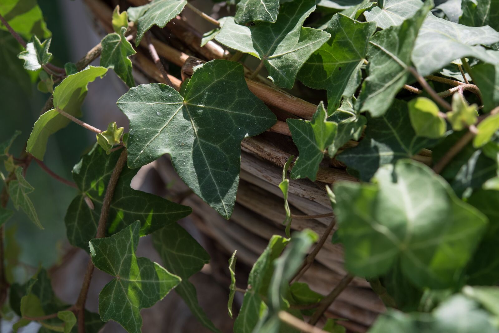 Nikon D750 sample photo. Ivy, plant, climber plant photography