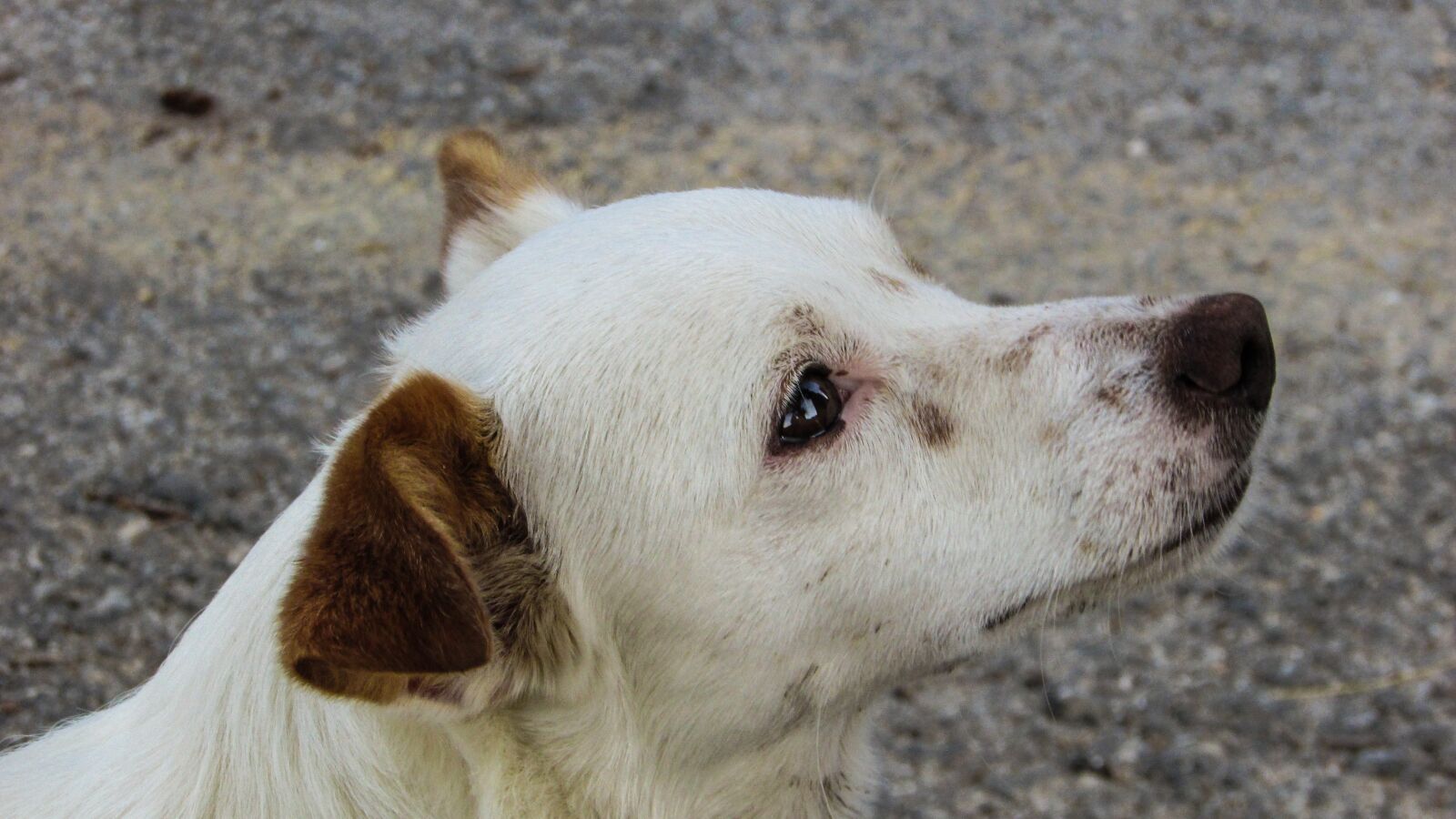 Canon PowerShot SX400 IS sample photo. Dog, cute, staring photography