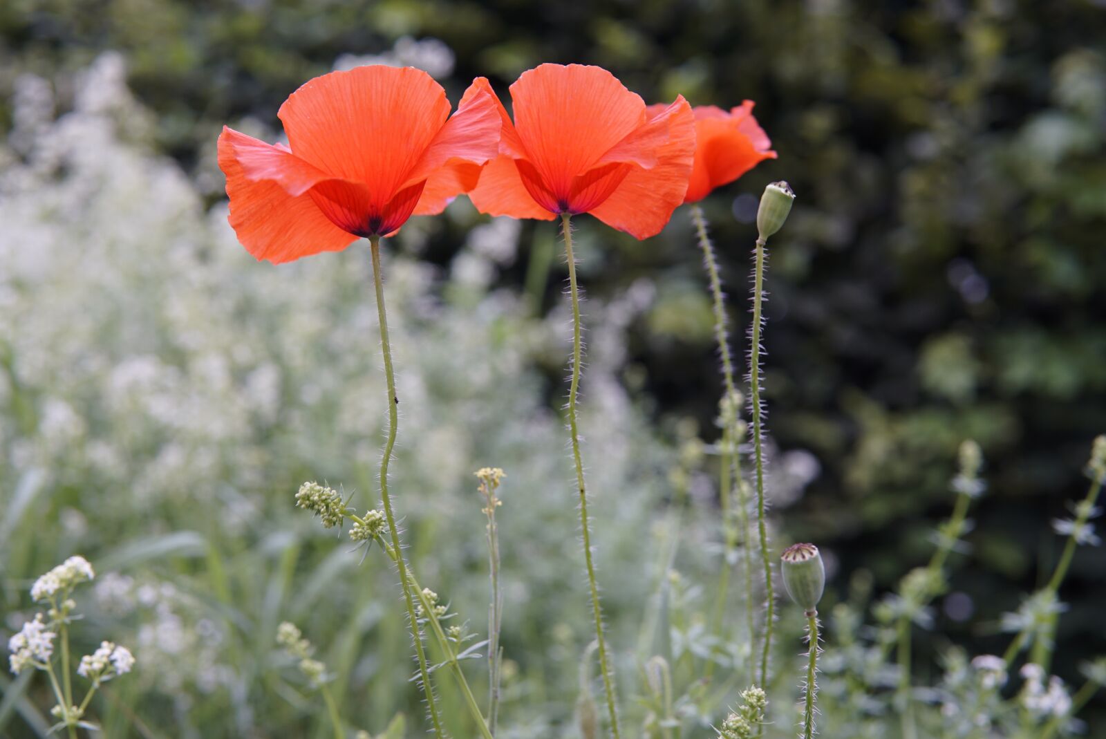 30mm F1.4 DC DN | Contemporary 016 sample photo. Poppy, klatschmohn, bud photography