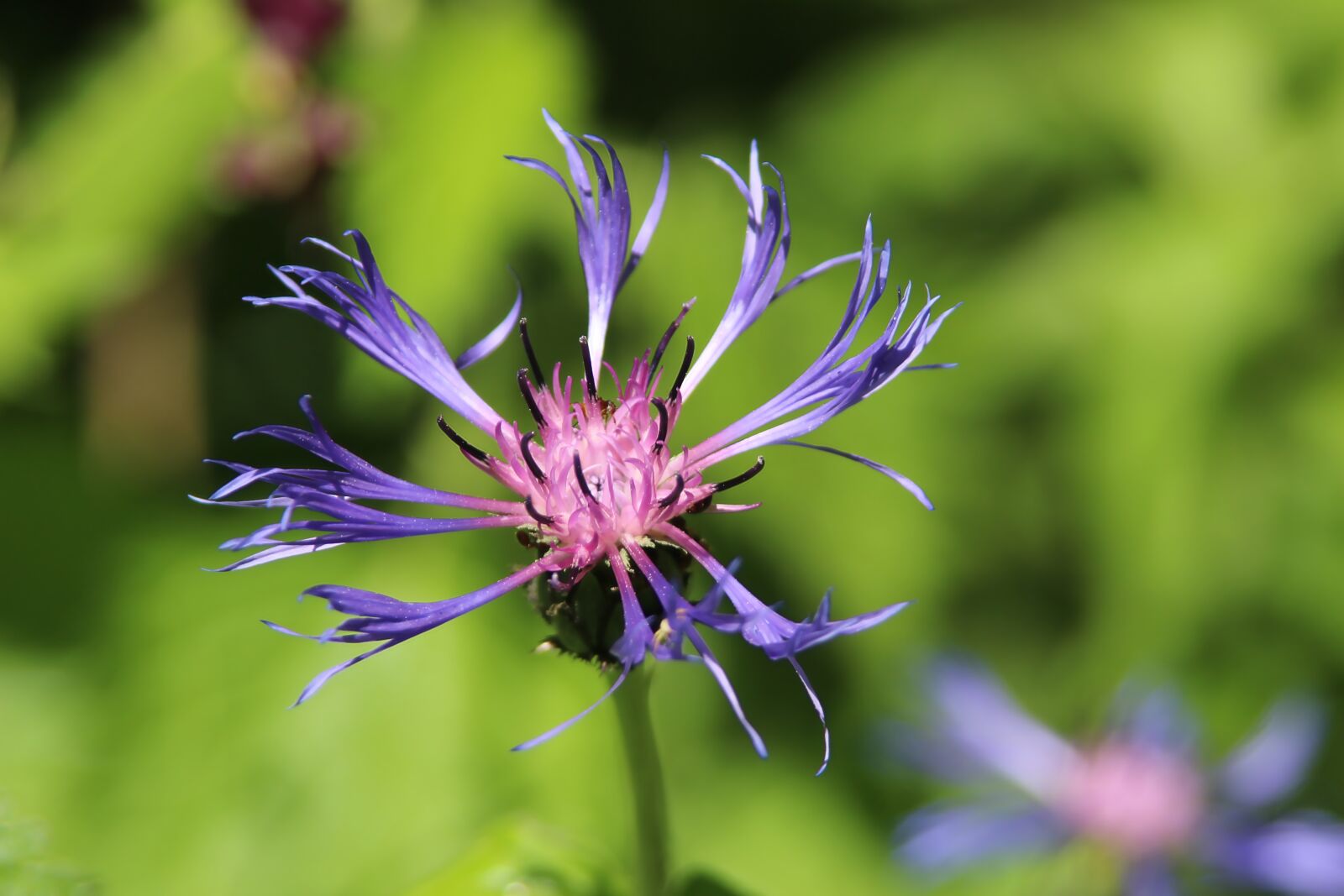 Canon EOS 650D (EOS Rebel T4i / EOS Kiss X6i) sample photo. Macro, flower, garden photography