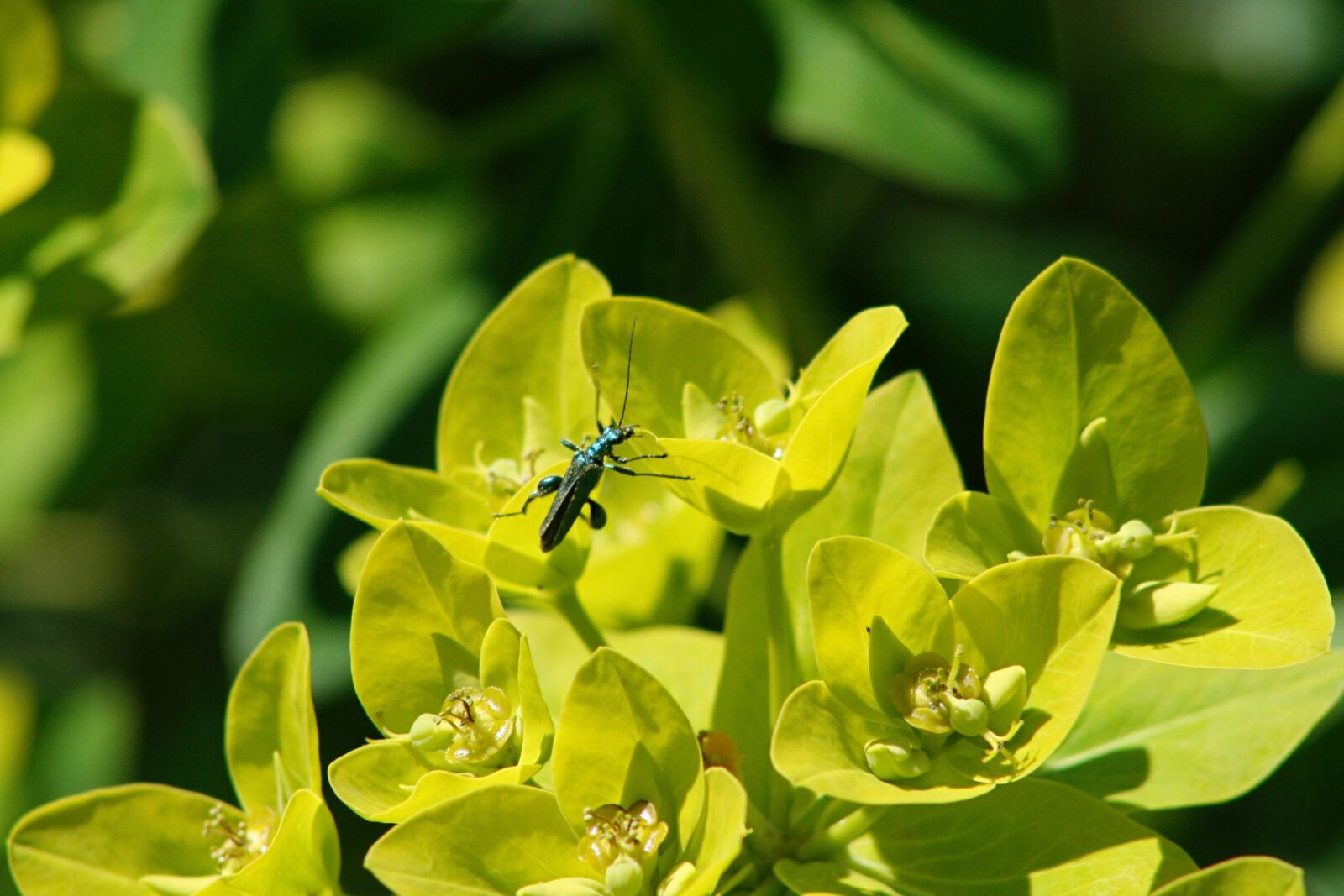 Canon EOS 400D (EOS Digital Rebel XTi / EOS Kiss Digital X) sample photo. Blue-green legs beetle, beetle photography