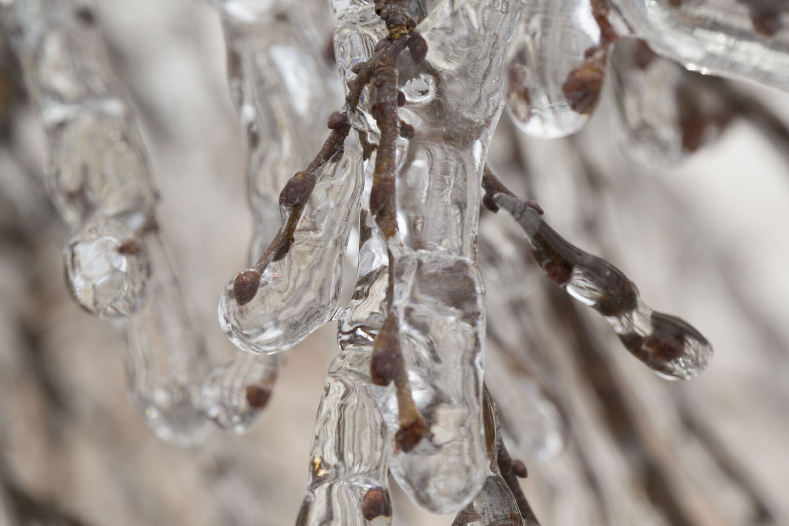 Canon EF 100mm F2.8L Macro IS USM sample photo. Close, up, frozen, ice photography