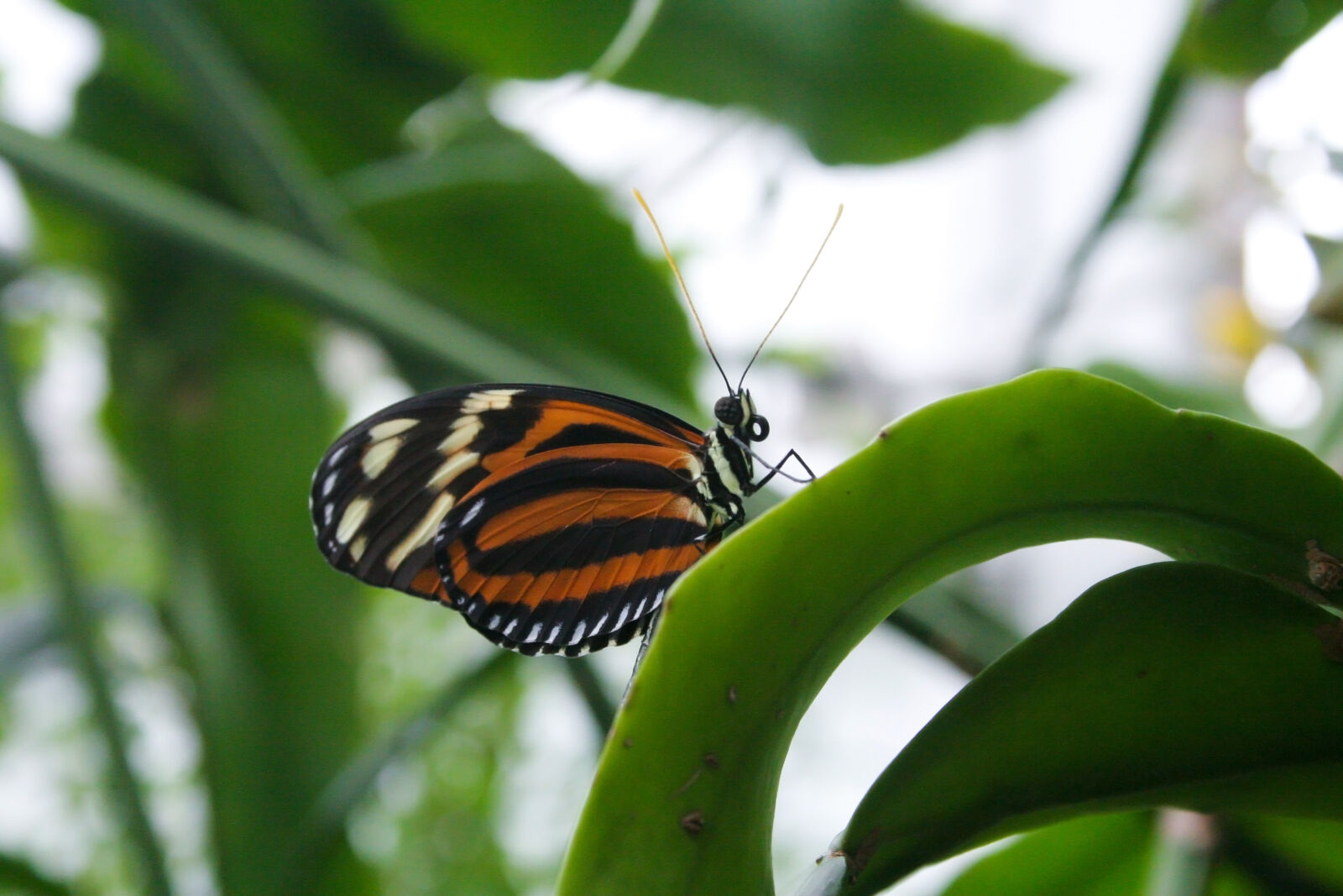 Canon EOS 20D sample photo
