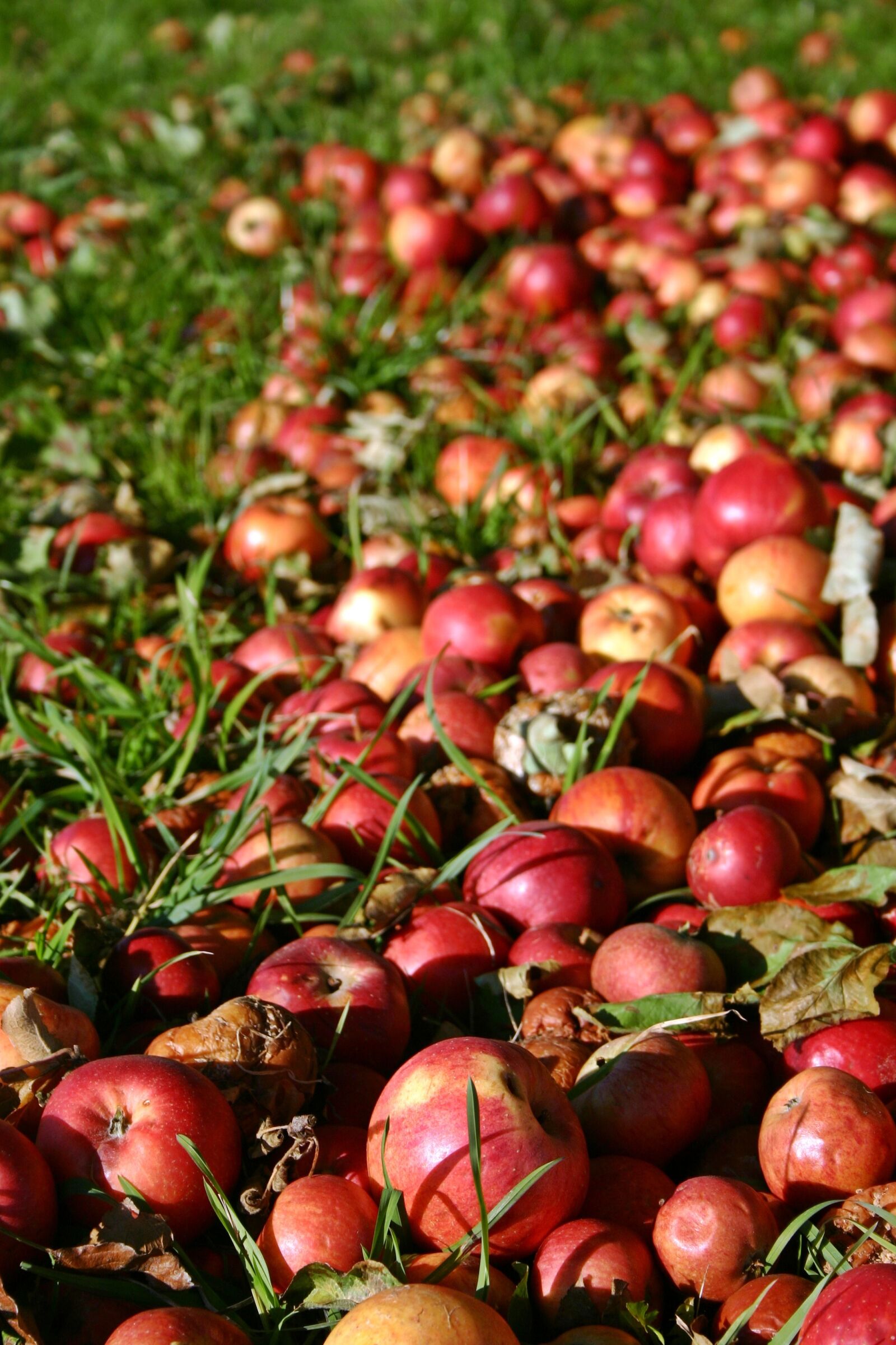 Canon EOS 300D (EOS Digital Rebel / EOS Kiss Digital) sample photo. Apple, red, windfall photography