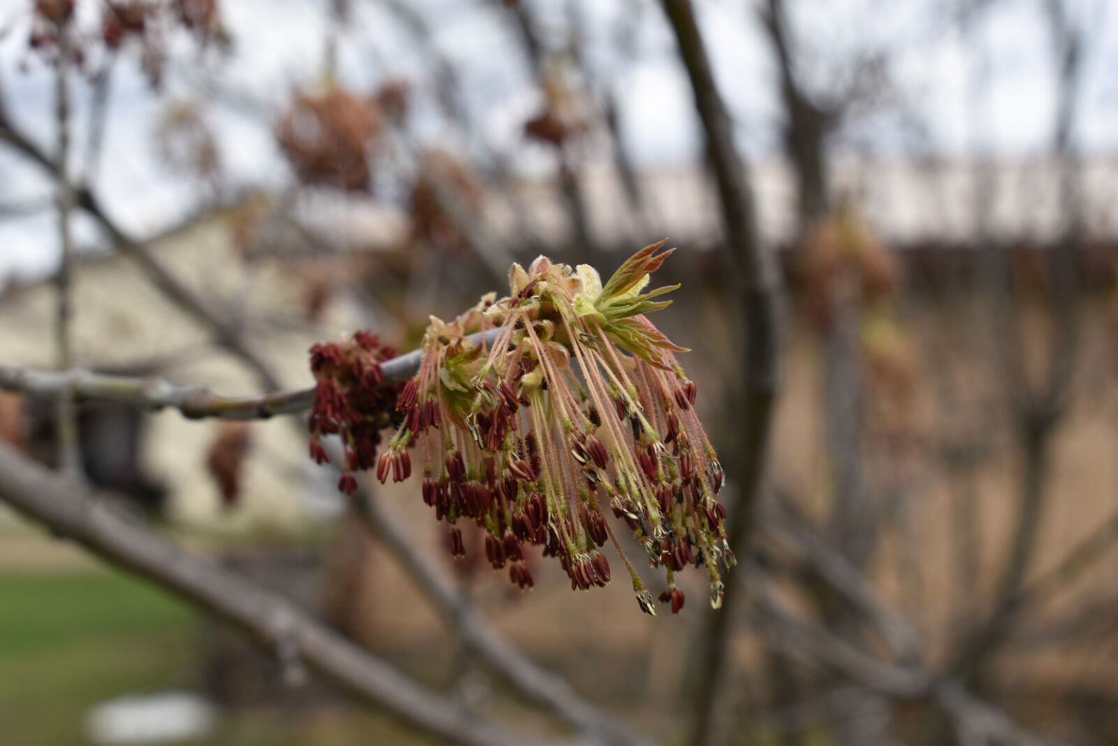 Nikon D5600 sample photo. Spring, bud, flowers photography