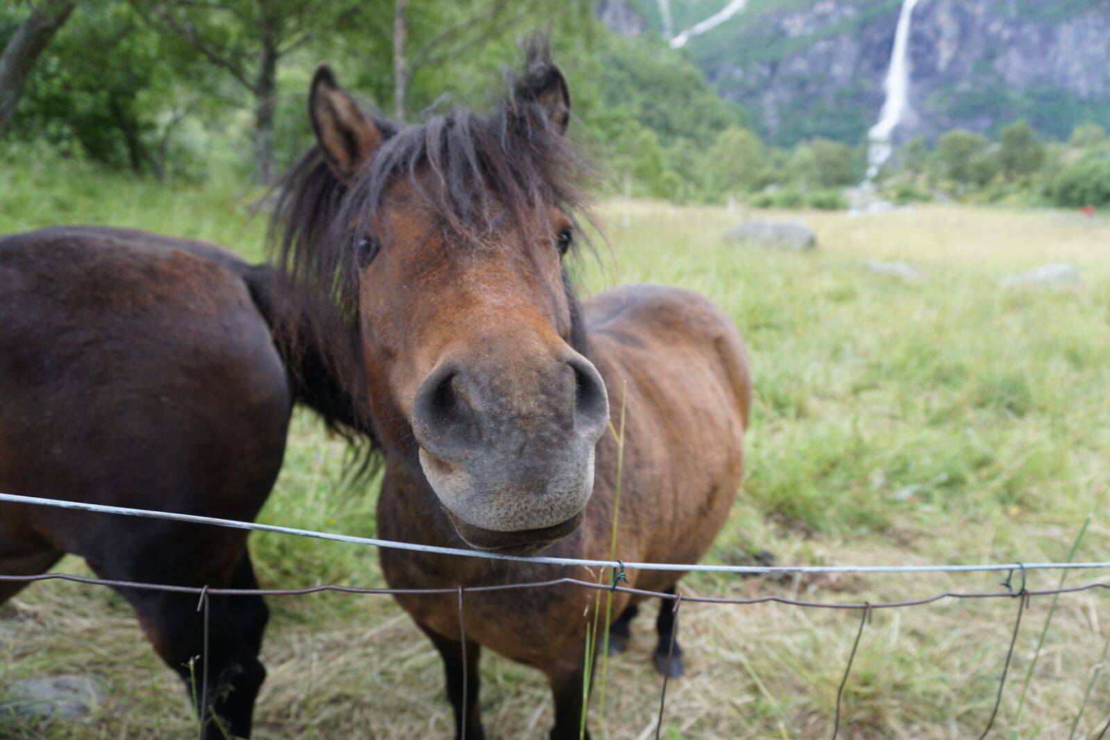 Sony a6000 sample photo. Horse, animal, ride photography