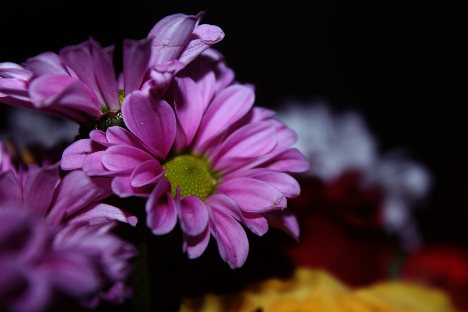 Canon EOS 600D (Rebel EOS T3i / EOS Kiss X5) sample photo. Nature, flowers, colorful, pink photography