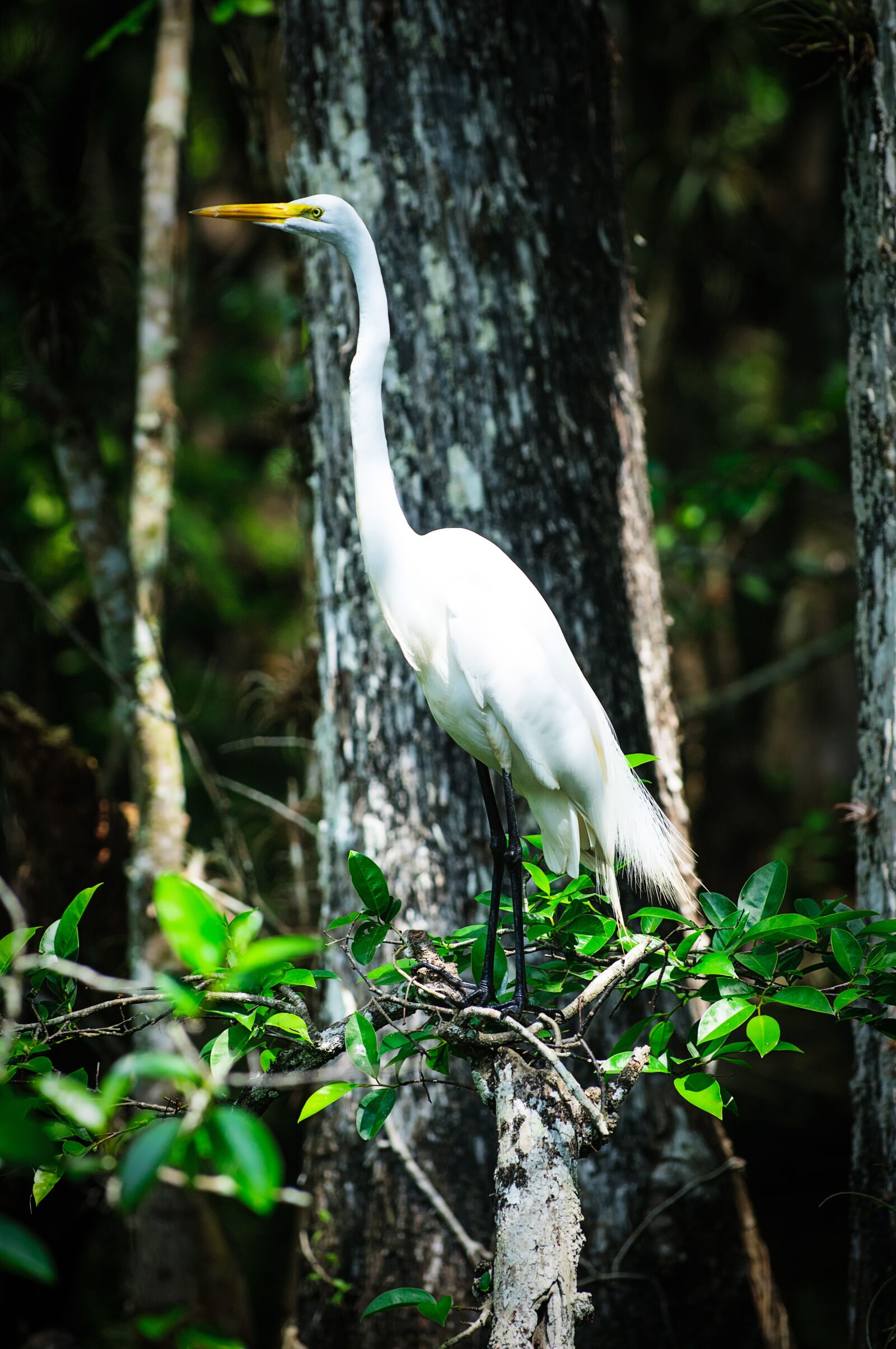 Nikon D300 sample photo. Bird, animal, nature photography