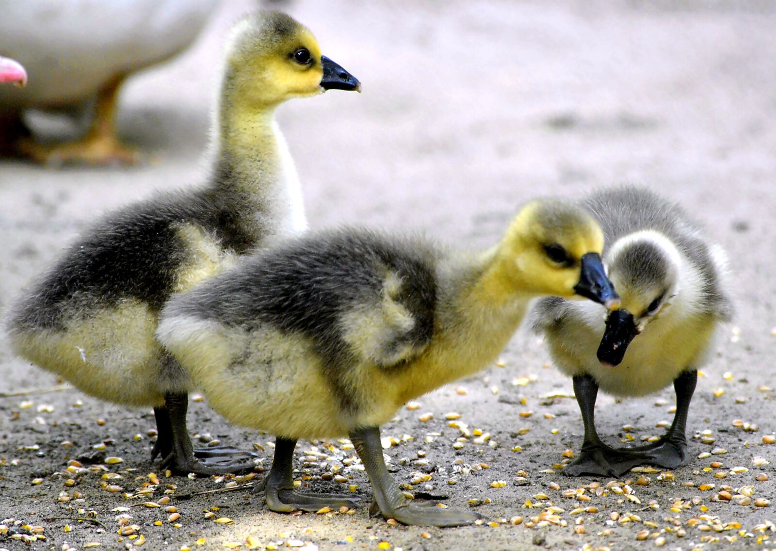 Nikon D3200 sample photo. Chicks, fluffy, yellow photography