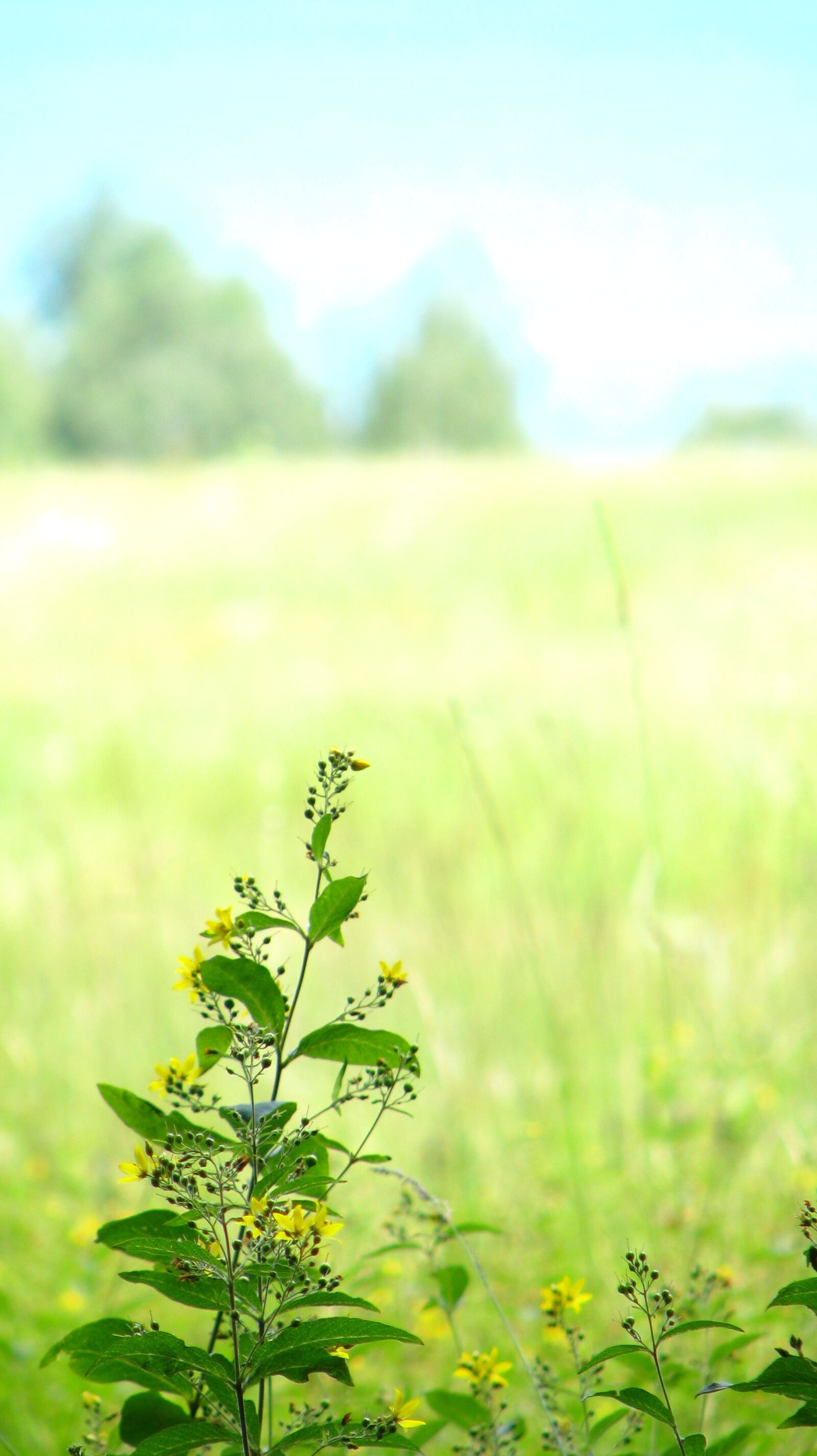 Canon POWERSHOT S5 IS sample photo. Summer, landscape, nature photography