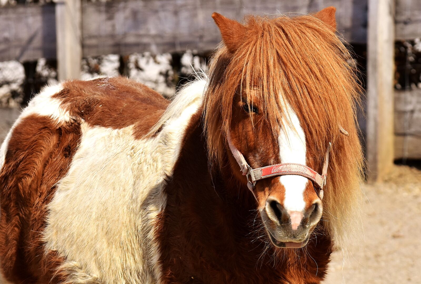 Nikon D7200 sample photo. Pony, horse, brown photography