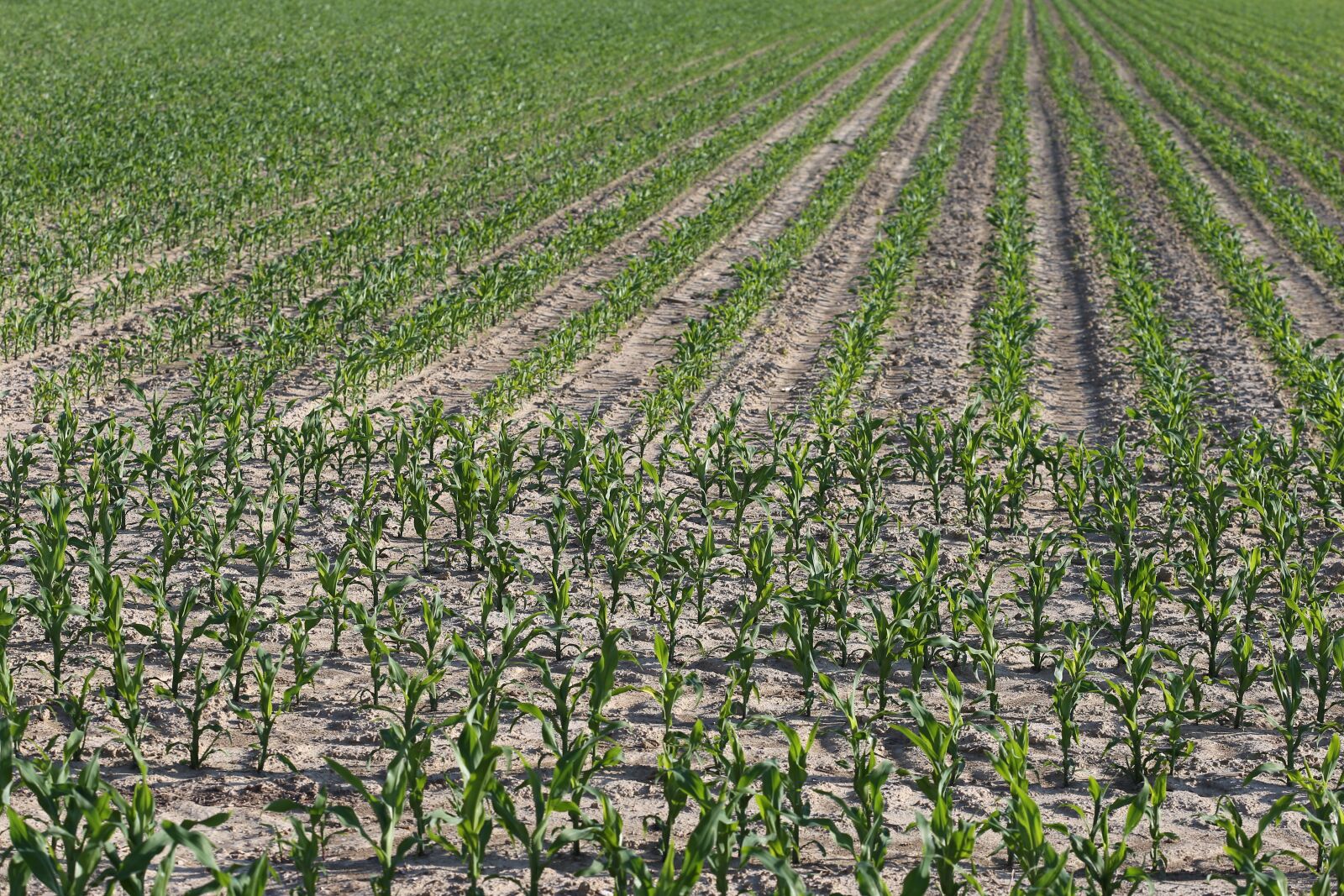 Canon EOS 6D + Canon EF 100mm F2.8 Macro USM sample photo. Young corn plant, rows photography